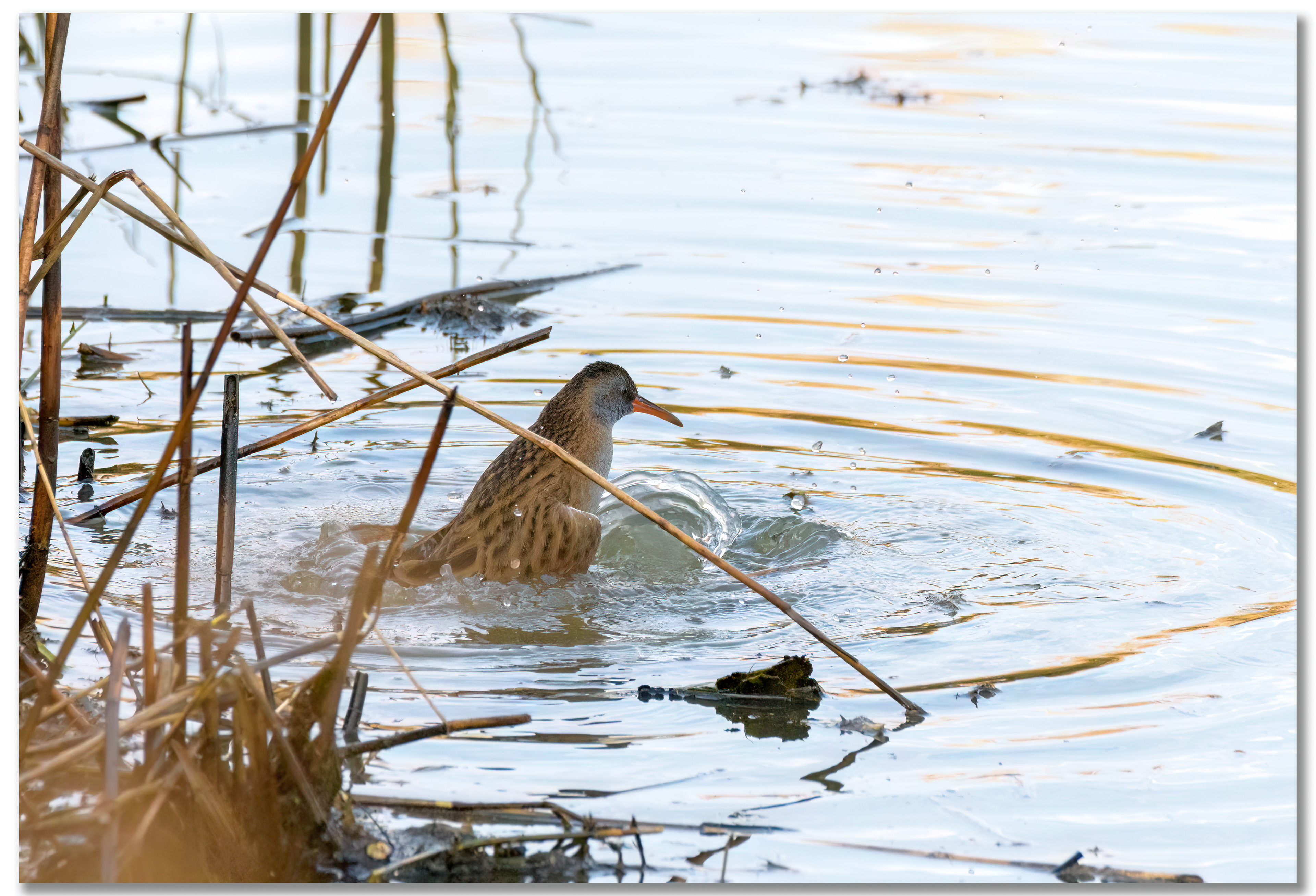 Râle d'eau - Rallus Aquaticus