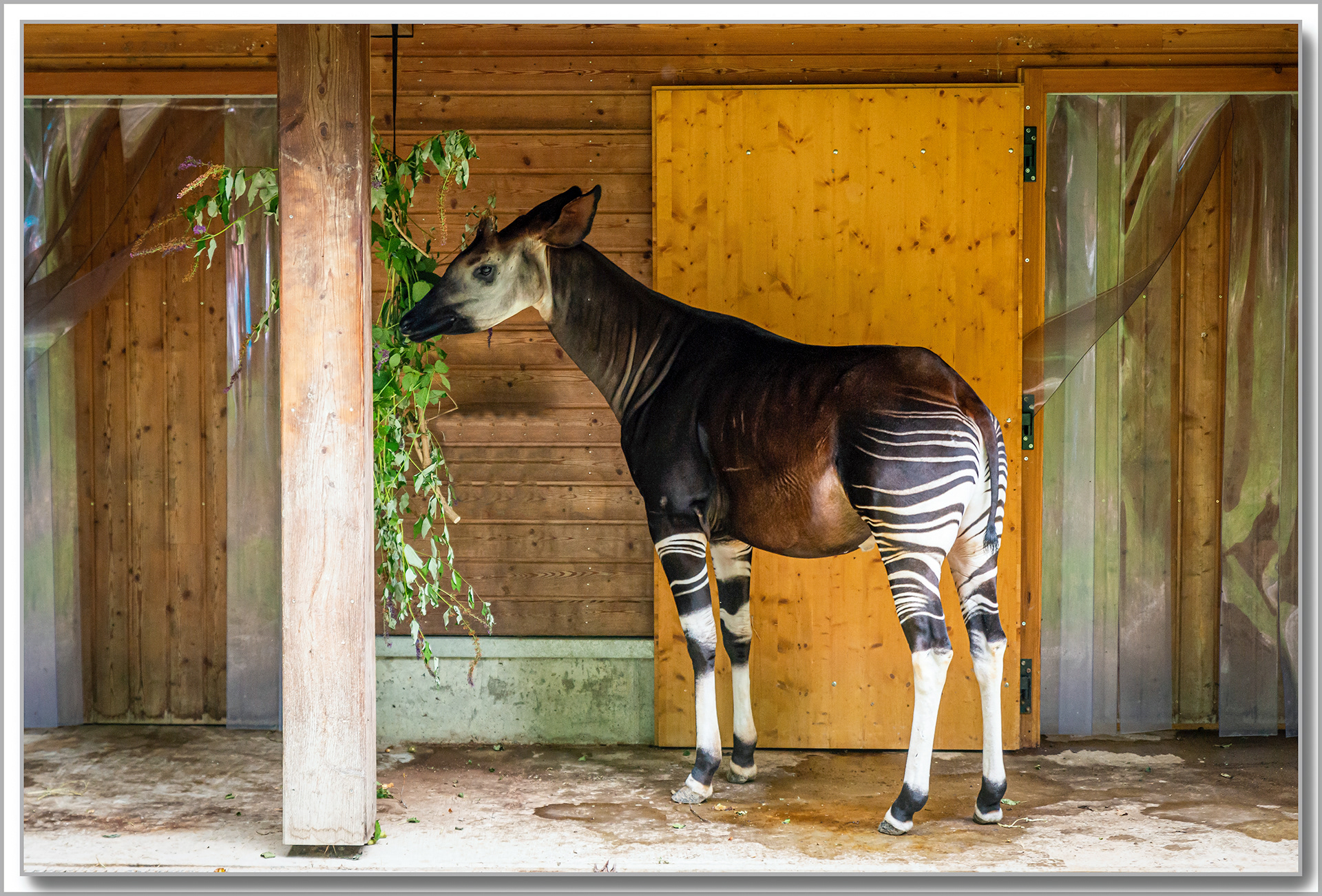 Okapi - Okapia johnstoni
