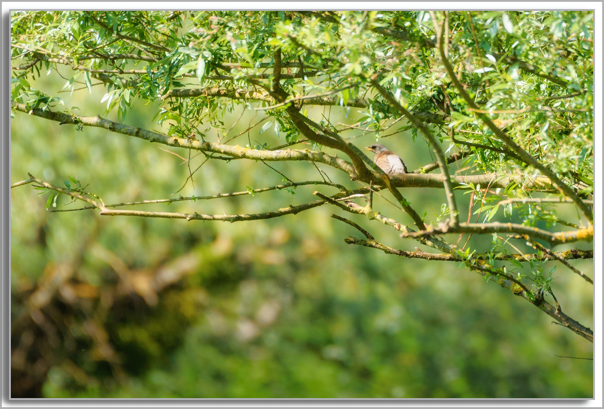 Grive litorne - Turdus pilaris