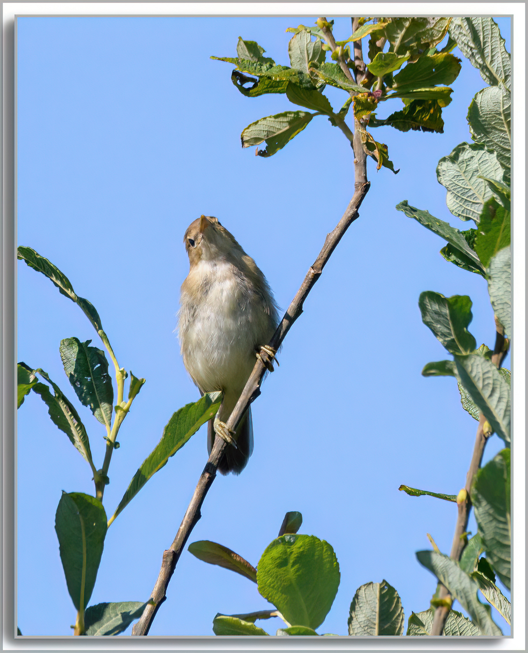 Rousserolle effarvatte - Acrocephalus scirpaceus
