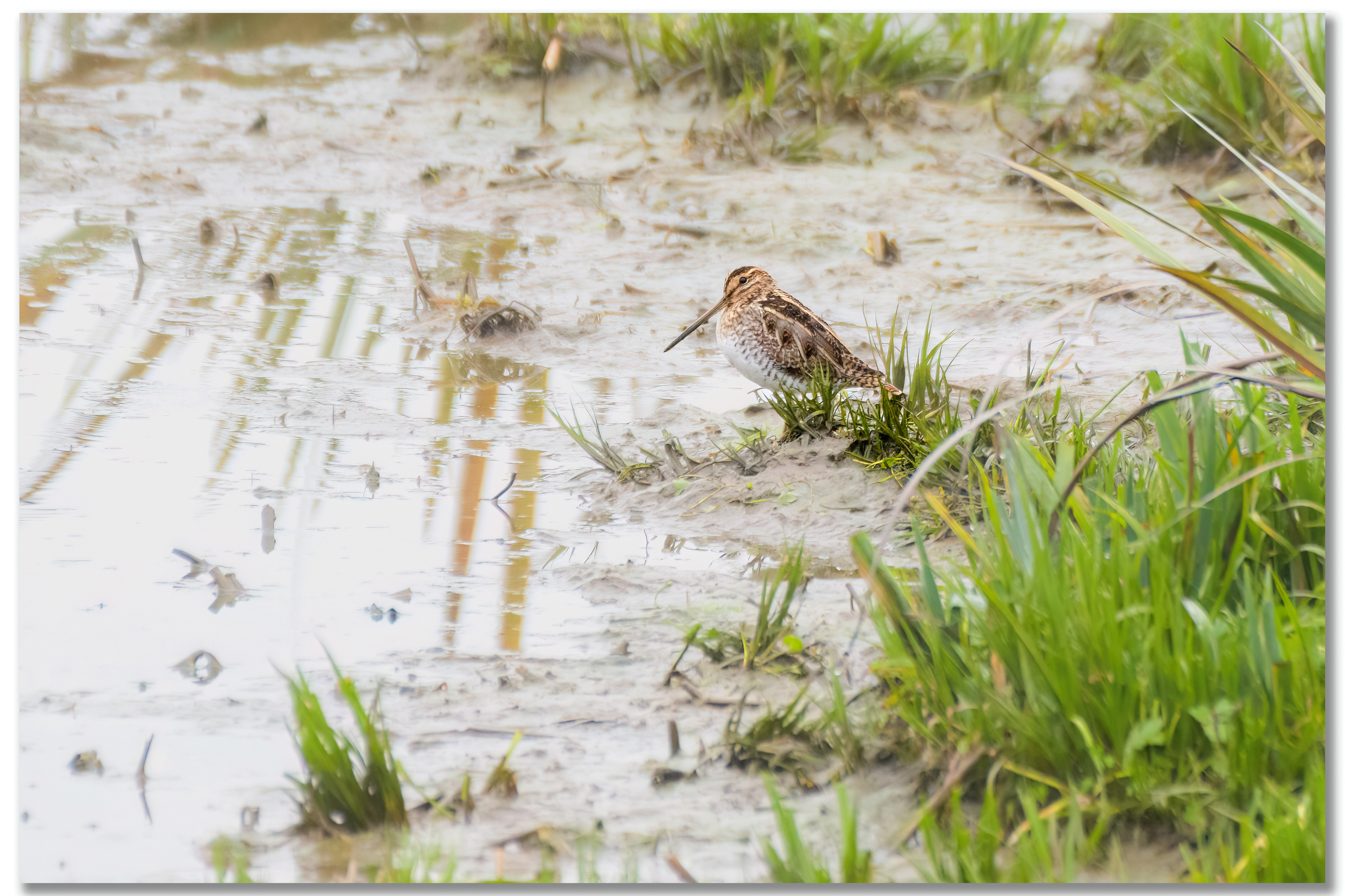 Bécassine des marais - Gallinago Gallinago