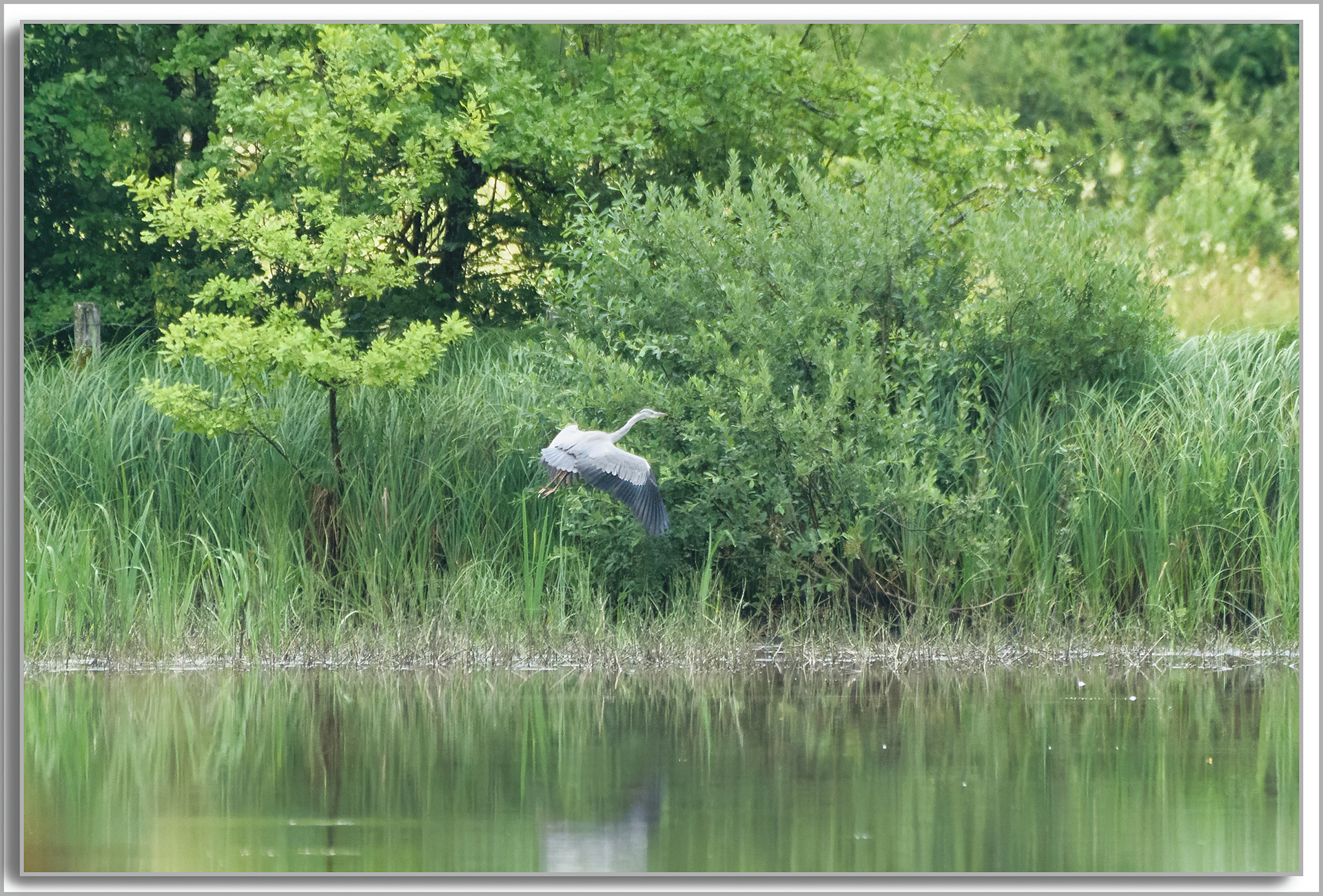 Héron cendré - Ardea Cinerea