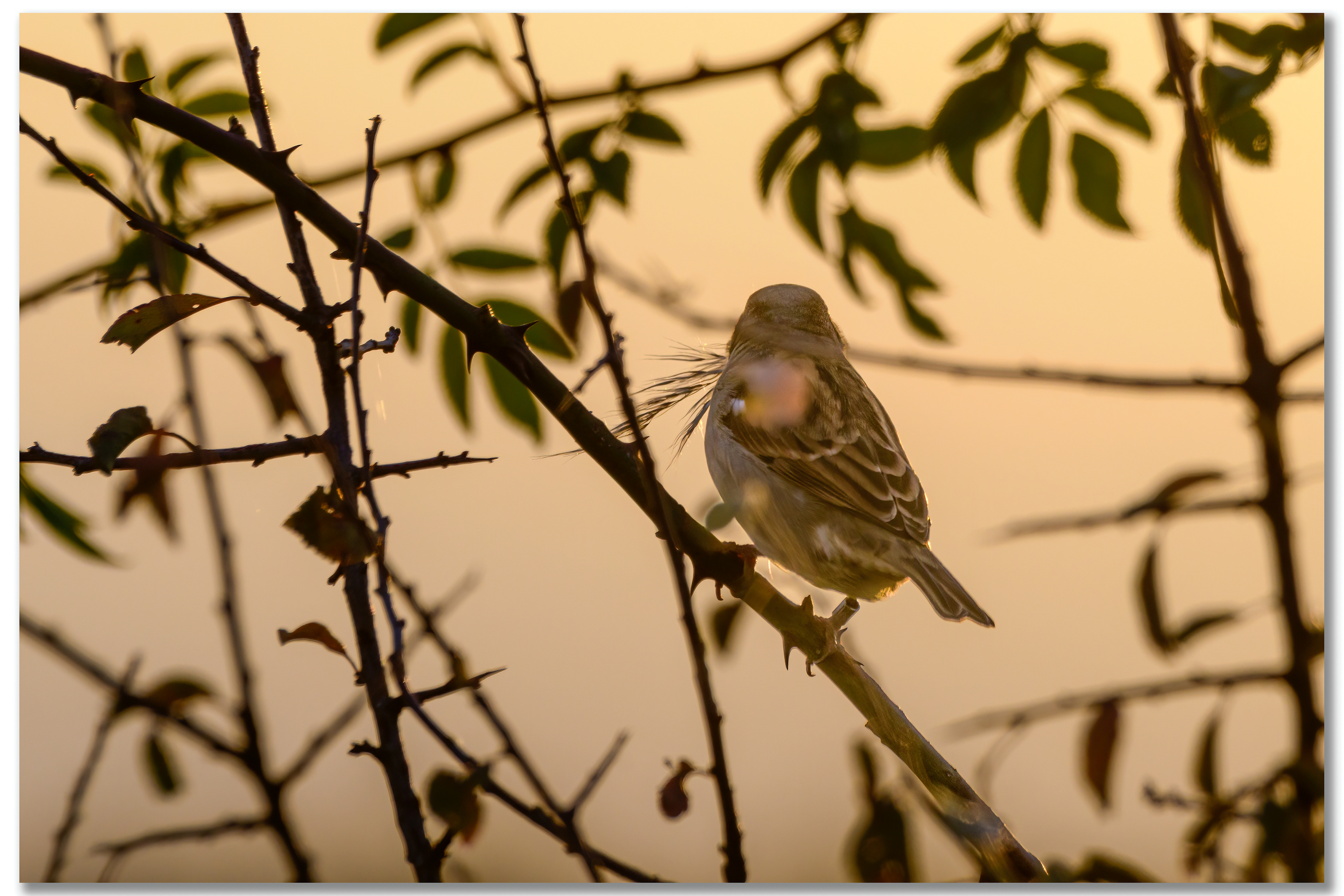 Moineau domestique - Passer domesticus