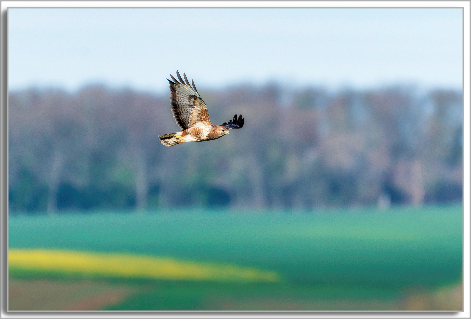 Buse variable - Buteo Buteo