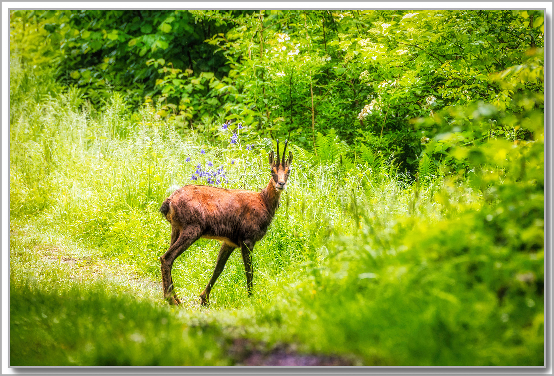 Chamois - Rupicapra rupicapra