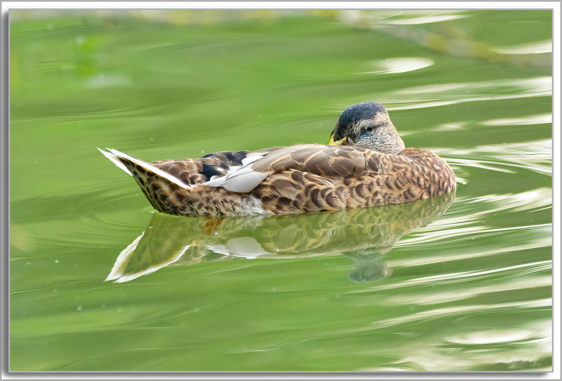 Canard Chipeau - Mareca strepera