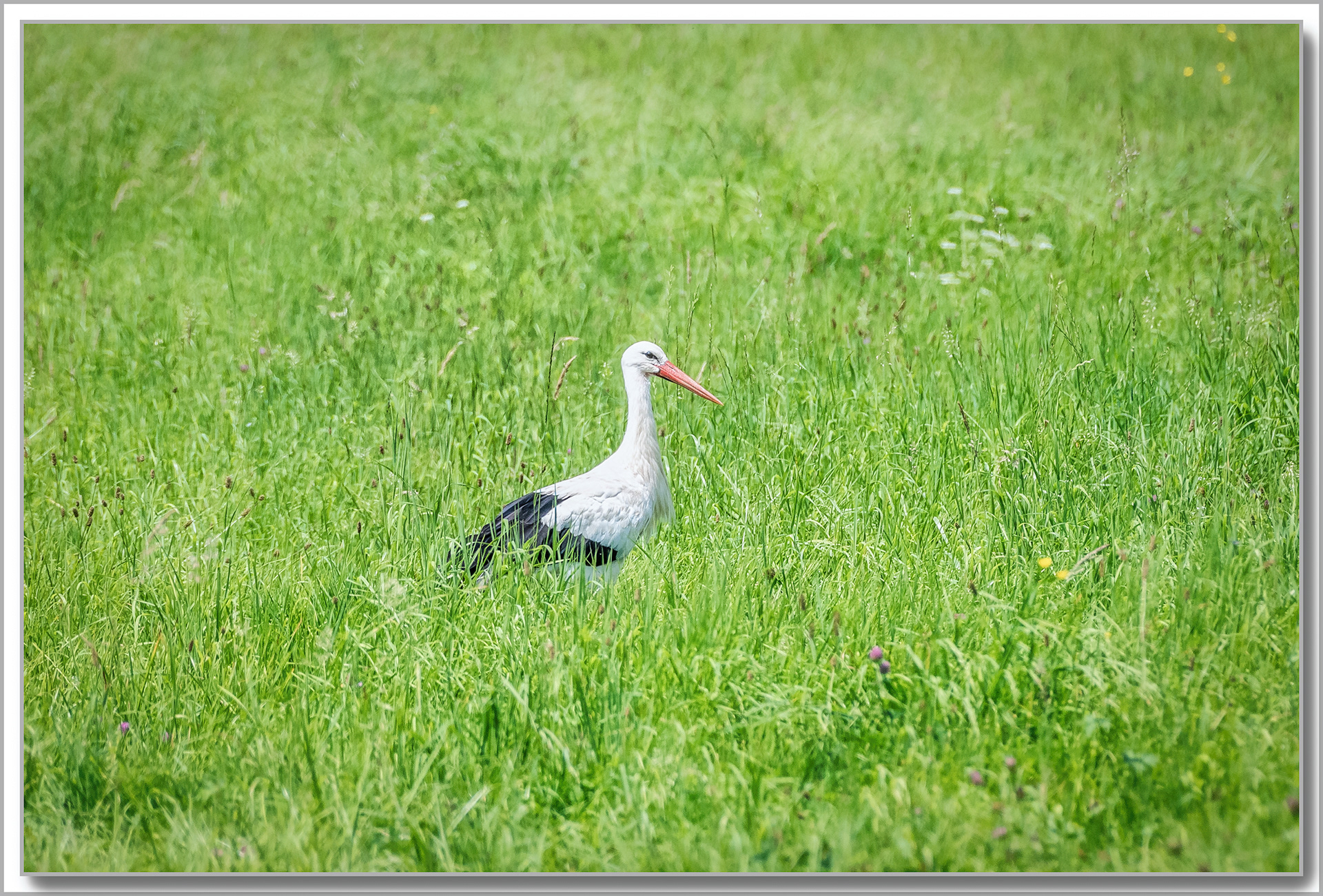 Cigogne blanche - ciconia ciconia