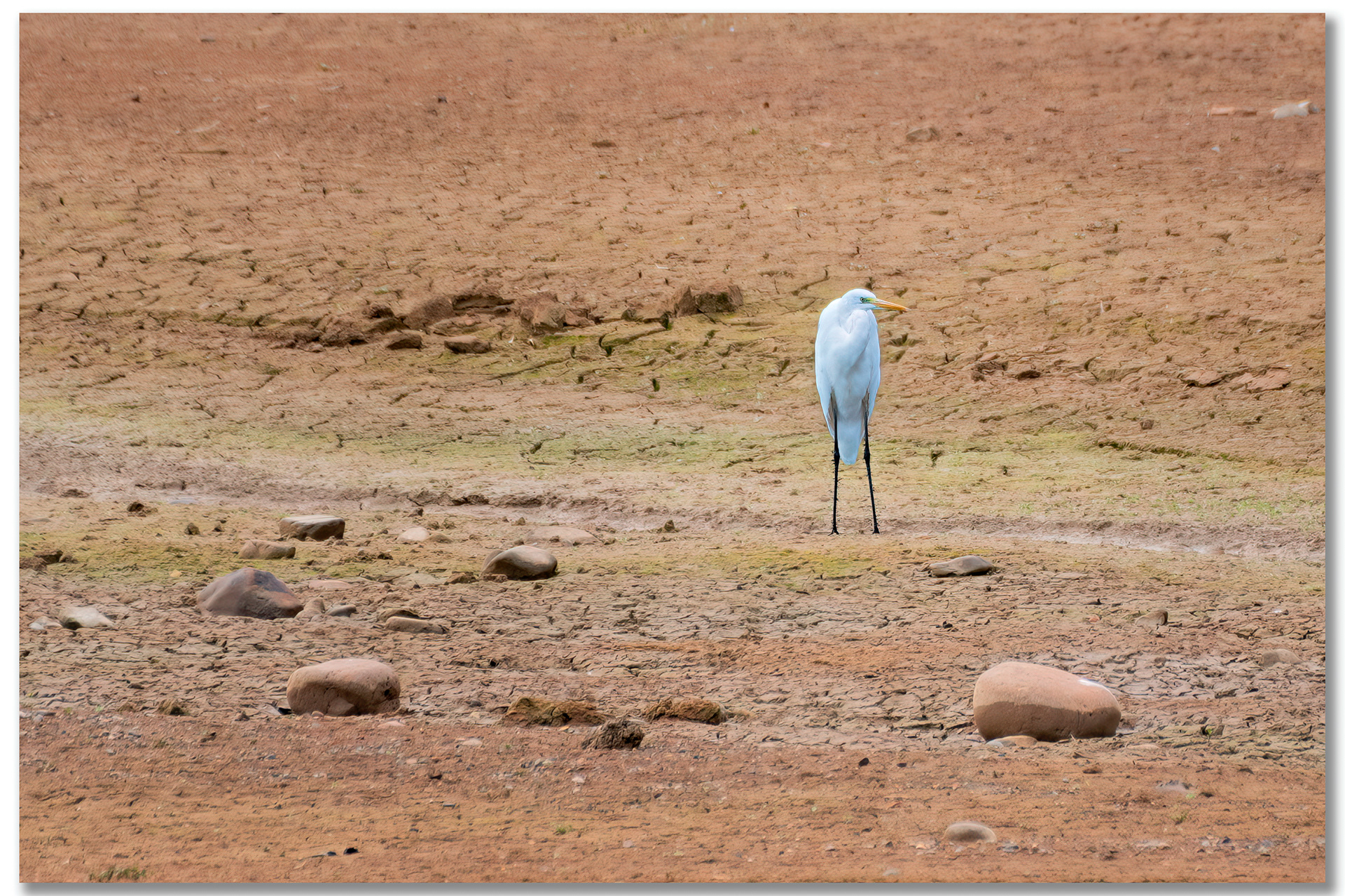 Grande Aigrette - Ardea Alba