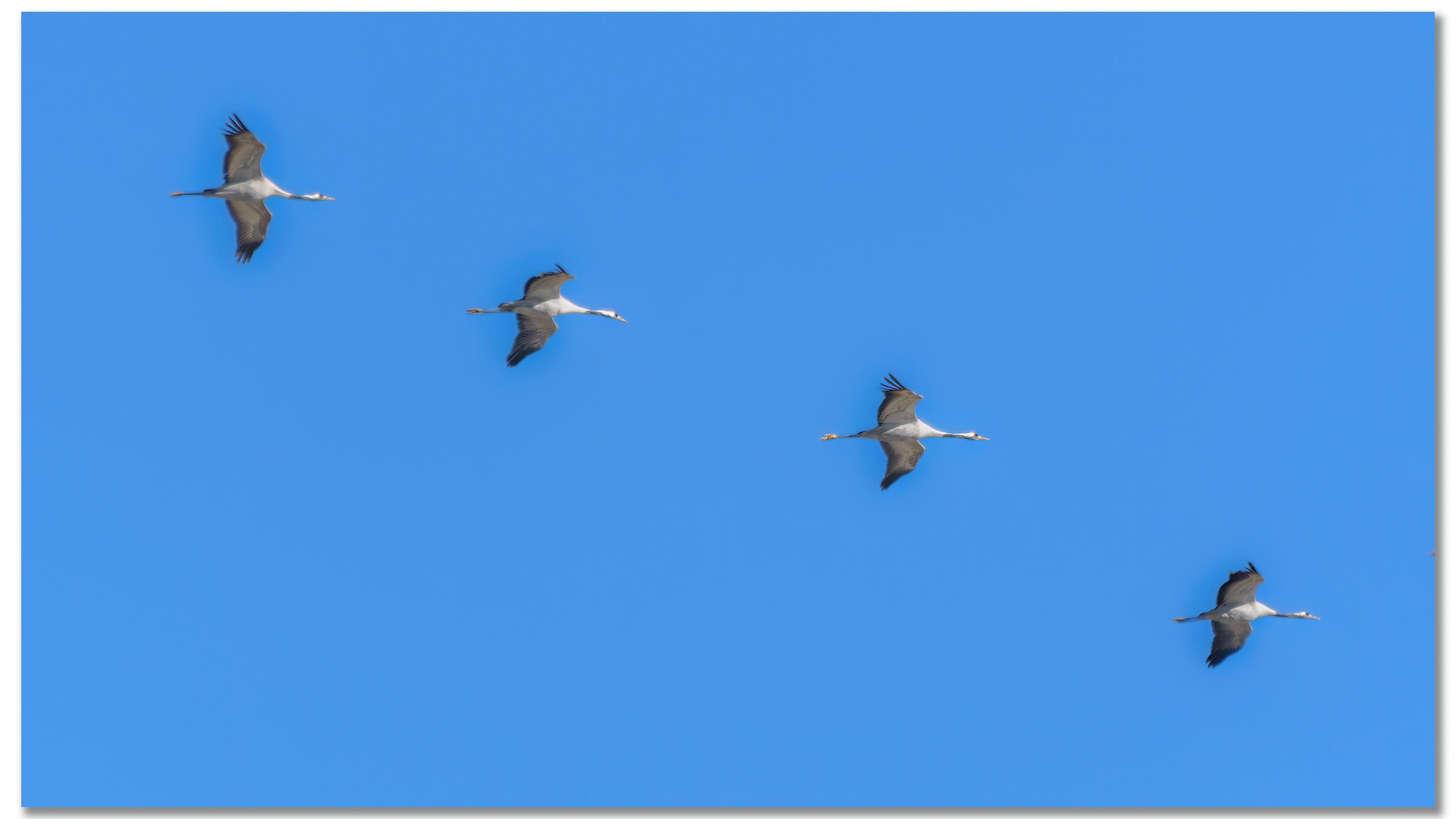 Grue cendrée - Grus grus