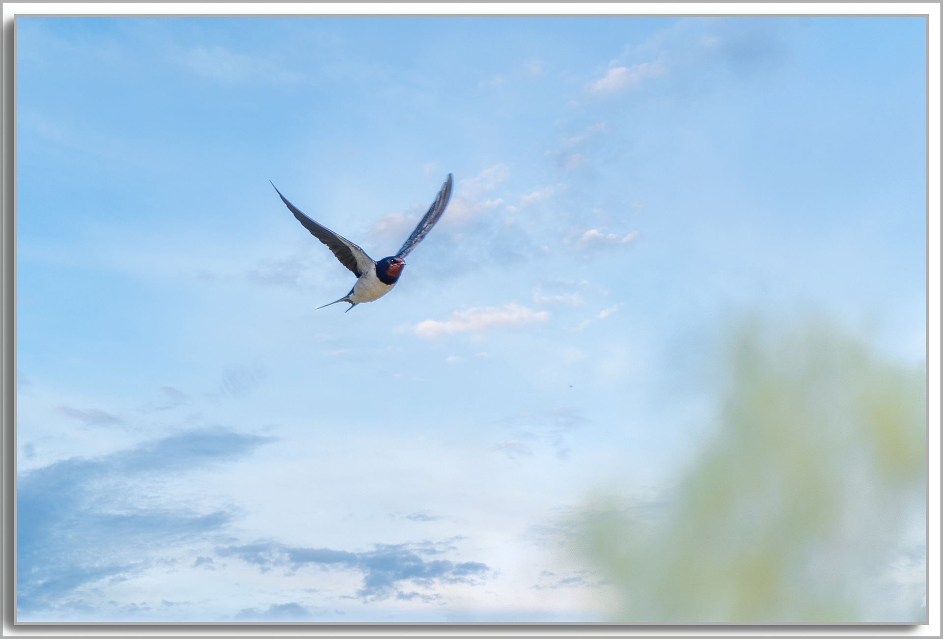 Hirondelle rustique - Hirundo Rustica