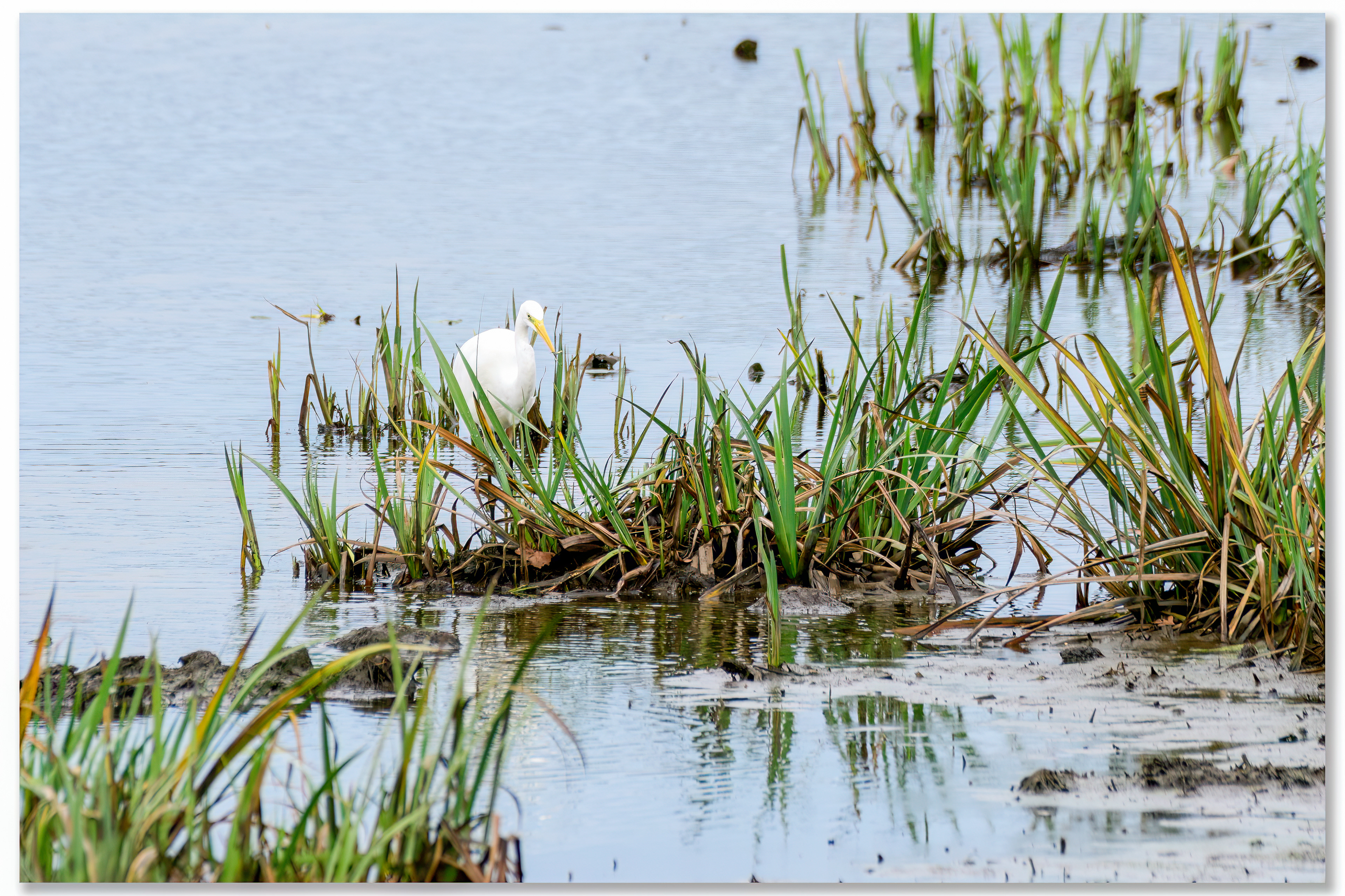 Grande aigrette - Ardea alba