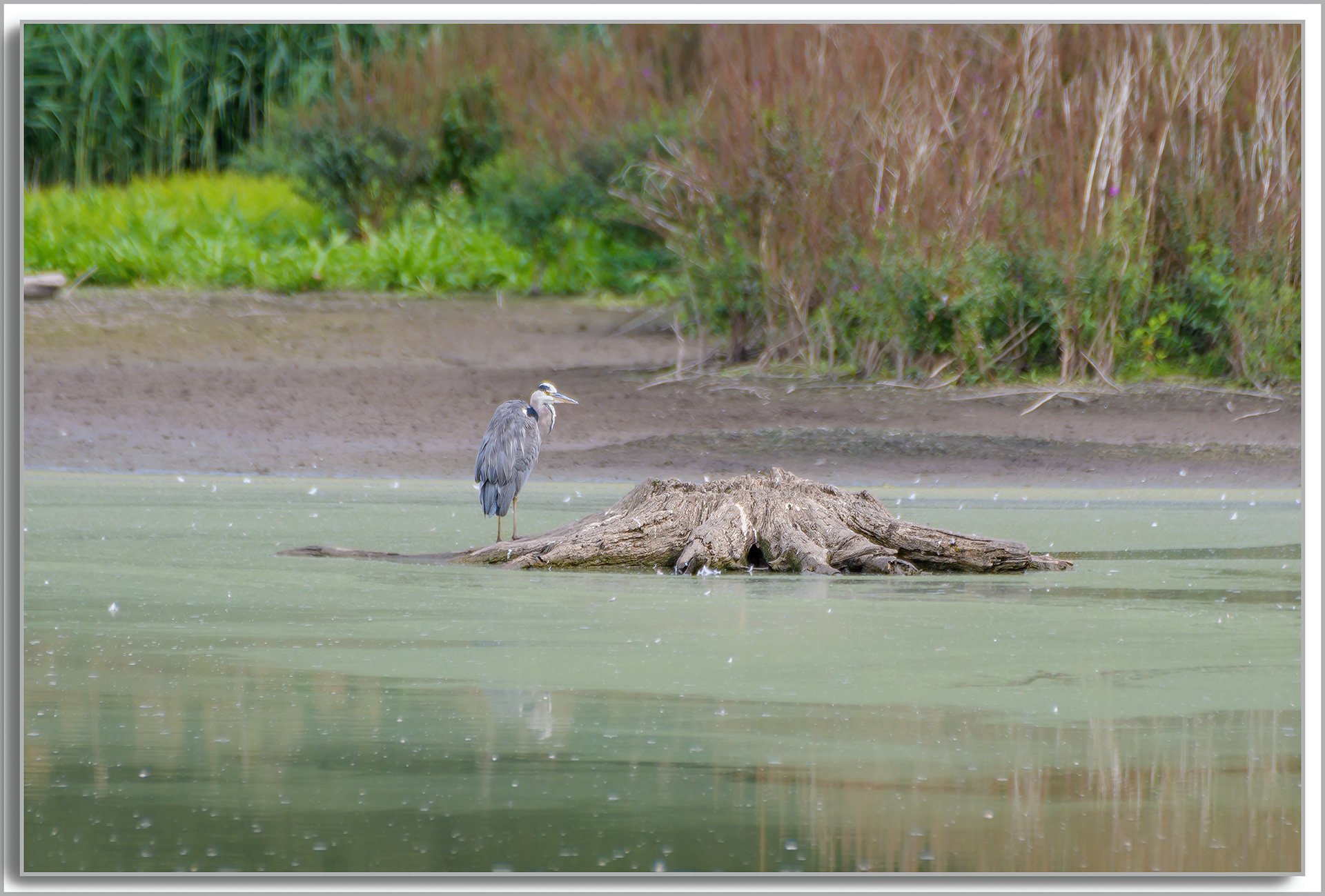 Héron cendré - Ardea Cinerea