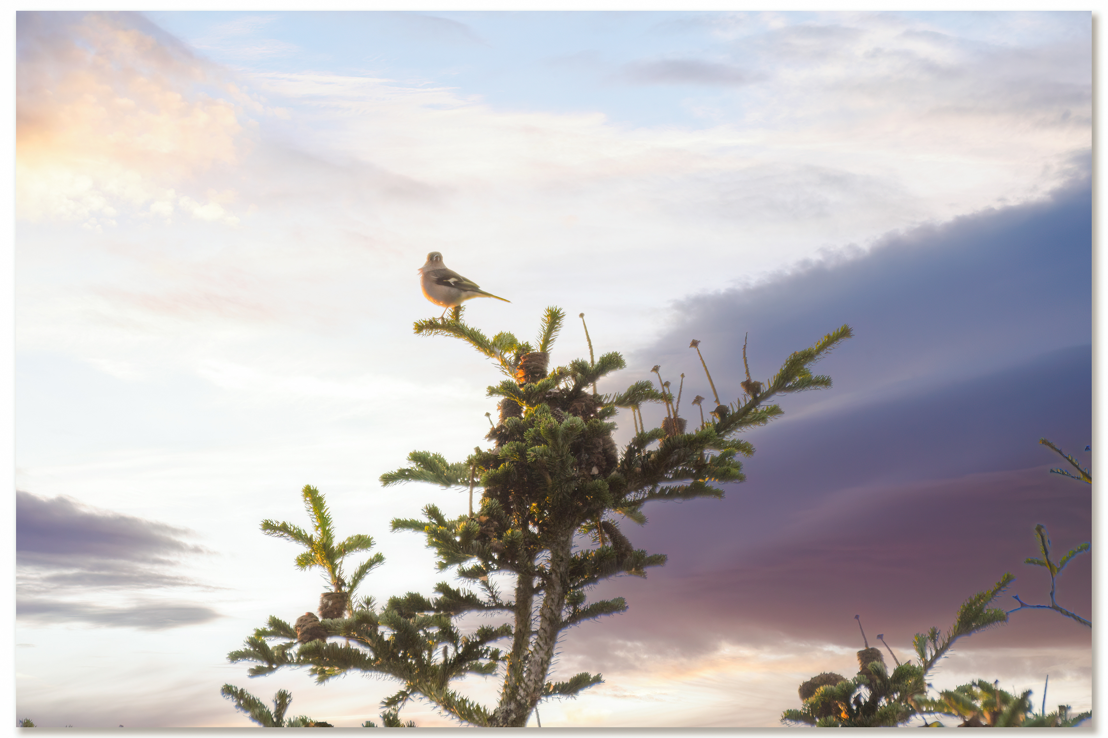 Pinson des arbres - Fringilla Coelebs