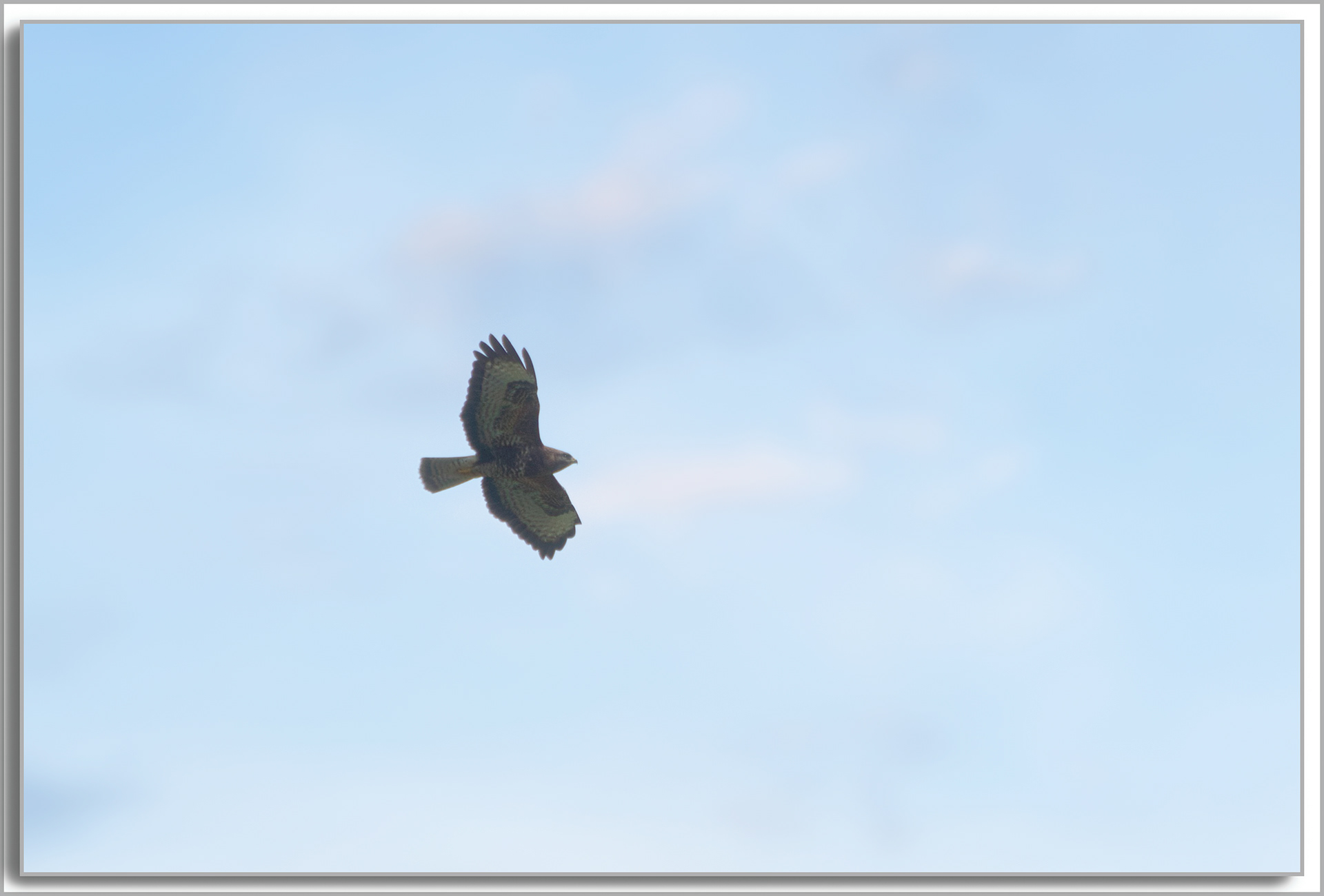 Buse variable - Buteo Buteo