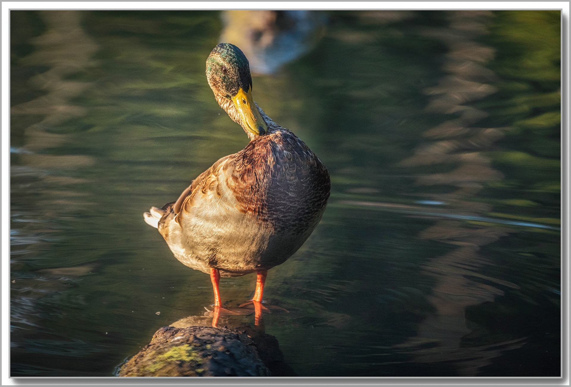Canard Colvert - Anas platyrhynchos