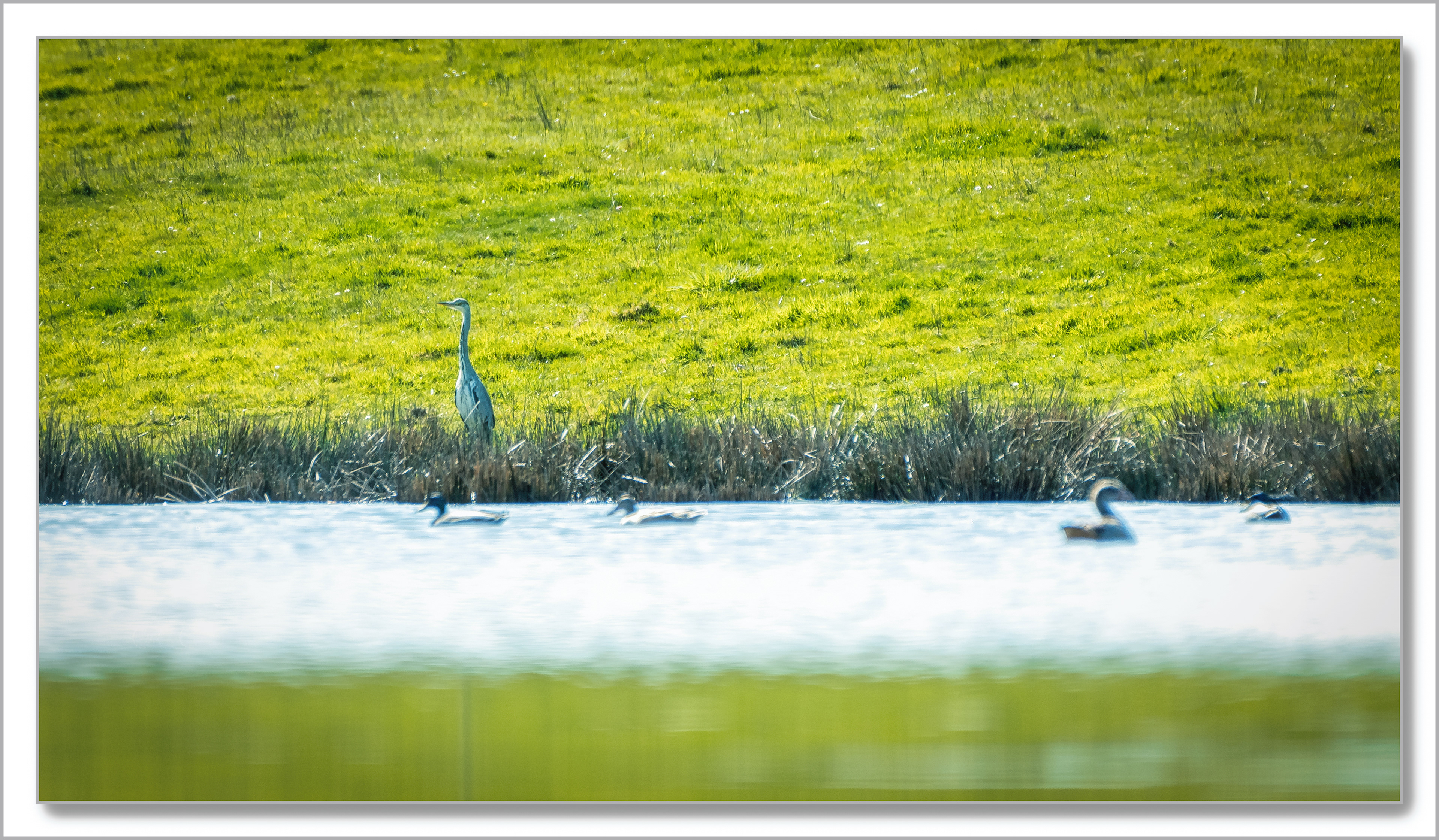 Héron cendré - Ardea cinerea