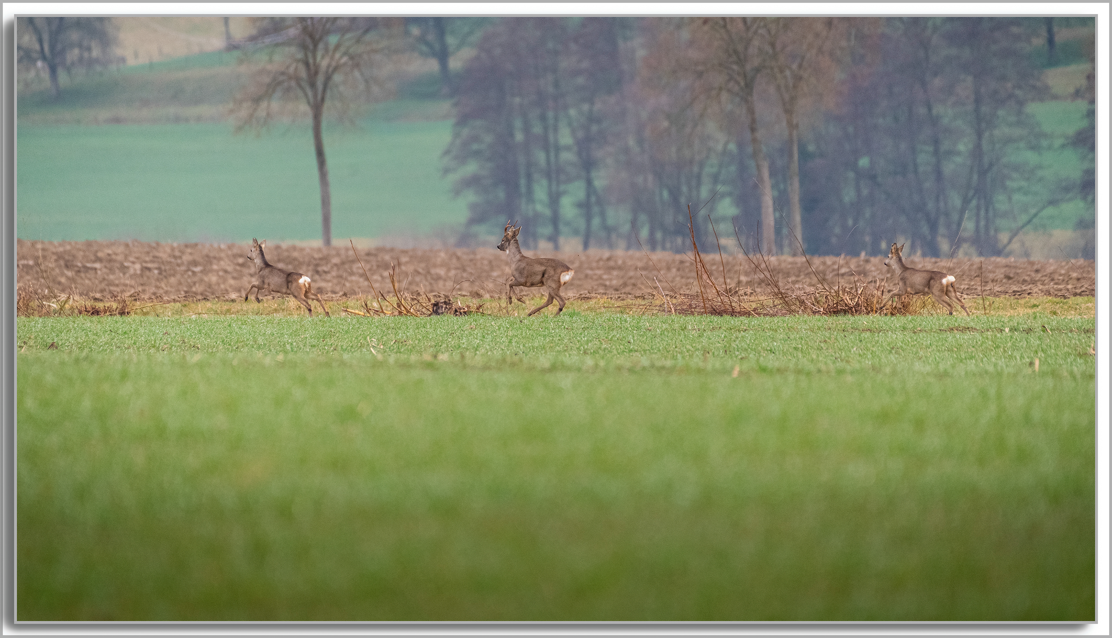 Chevreuil - Capreolus capreolus