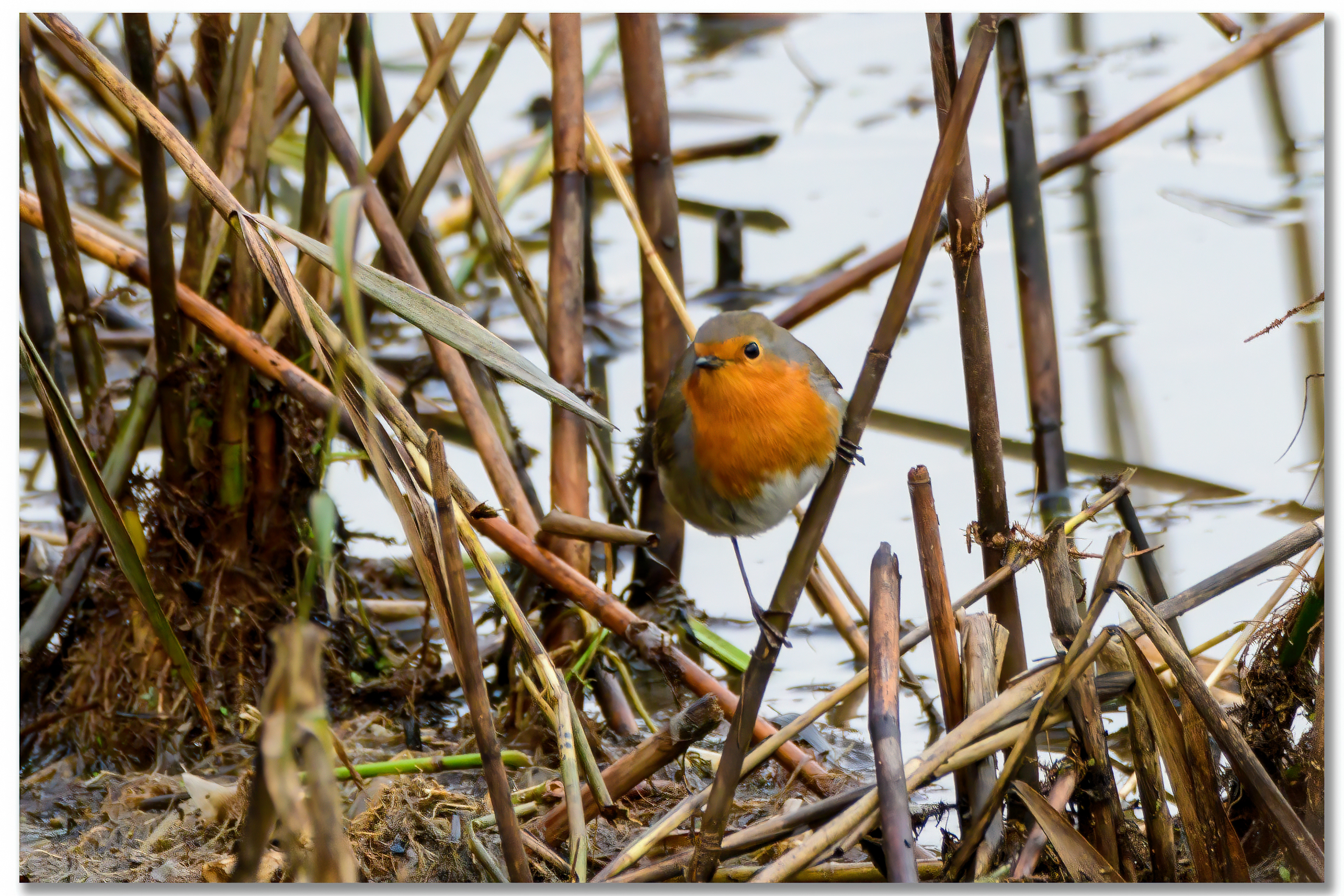 Rougegorge familier - Erithacus rubecula