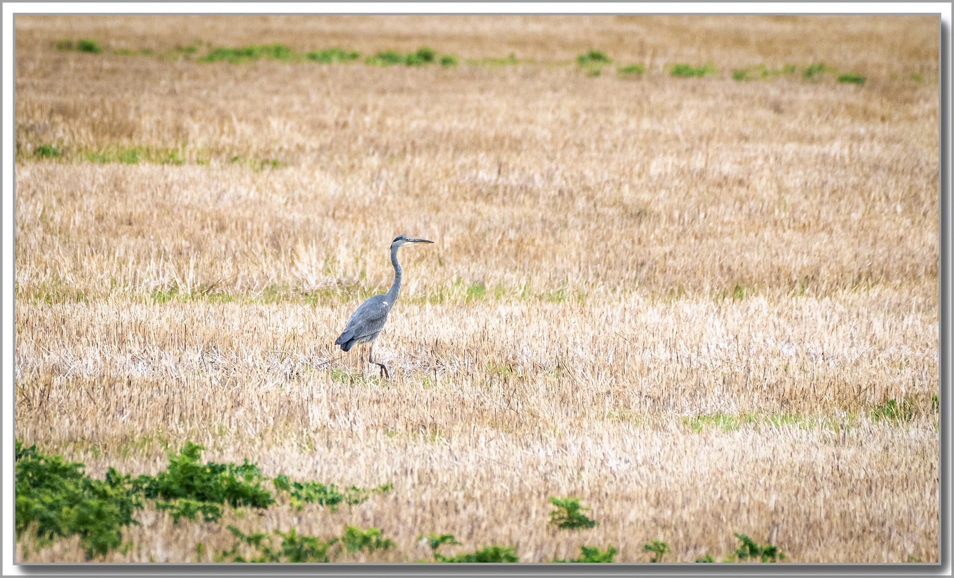 Héron cendré - Ardea cinerea
