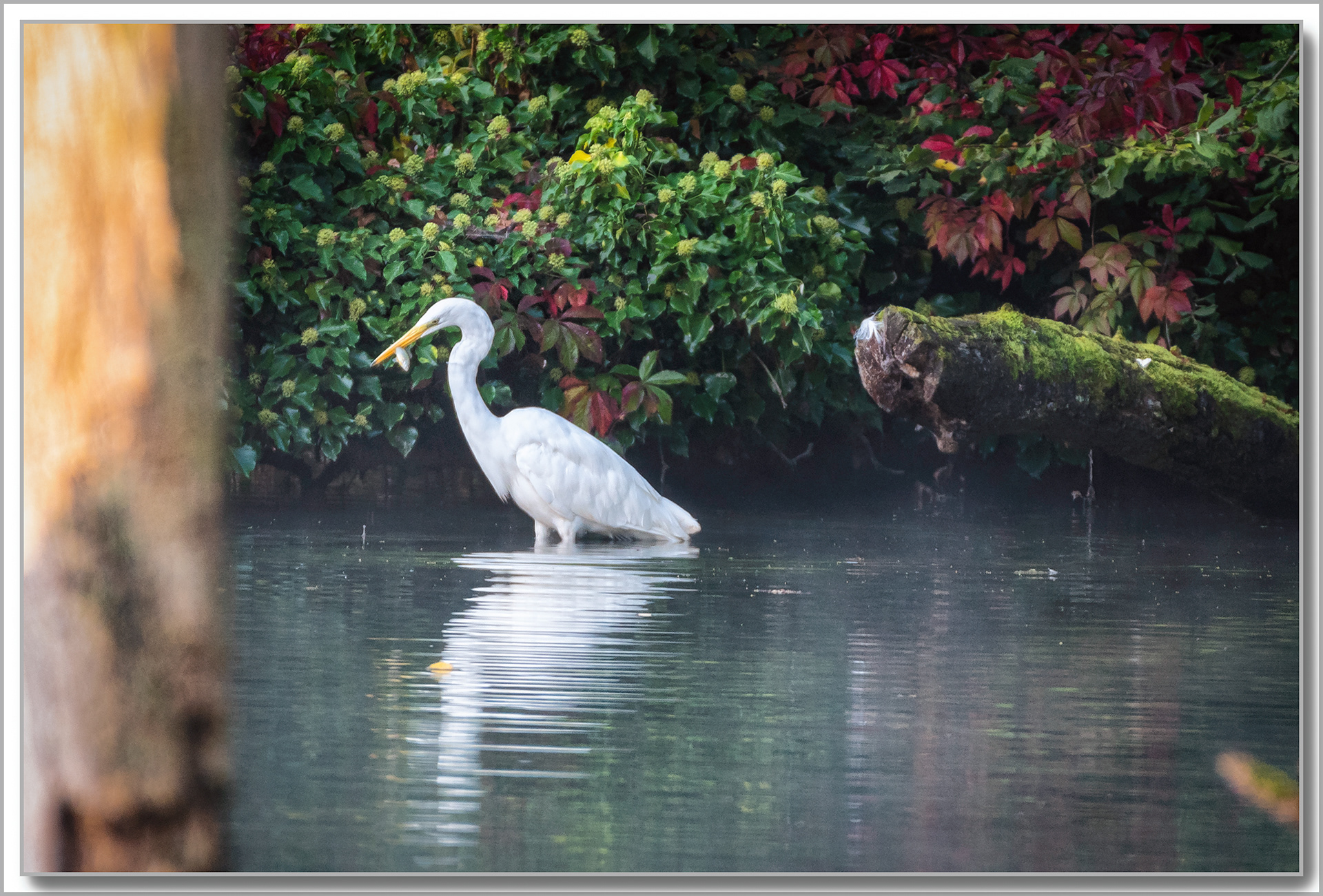 Grande aigrette à la pêche - Ardea alba