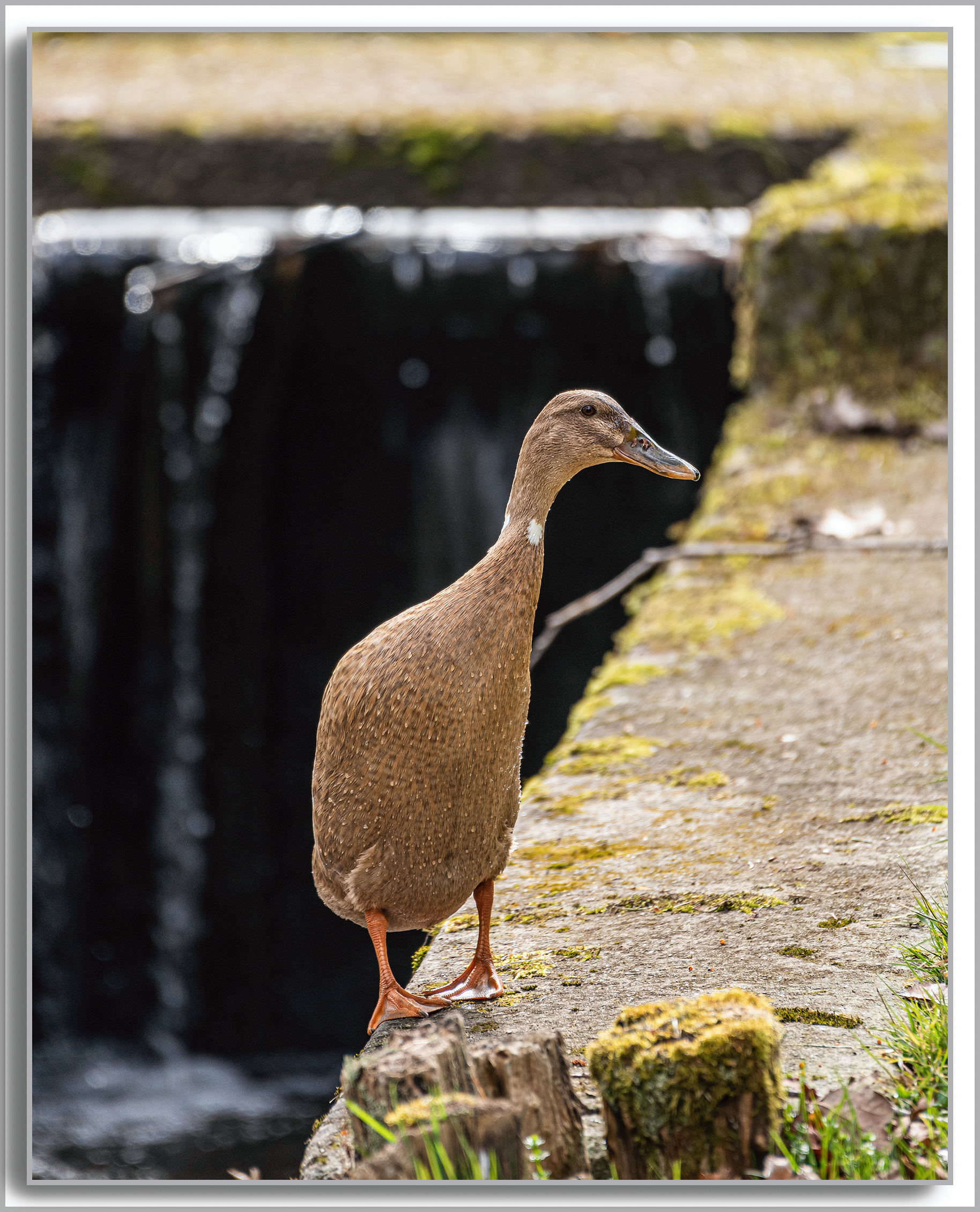 Canard Colvert - Anas platyrhynchos