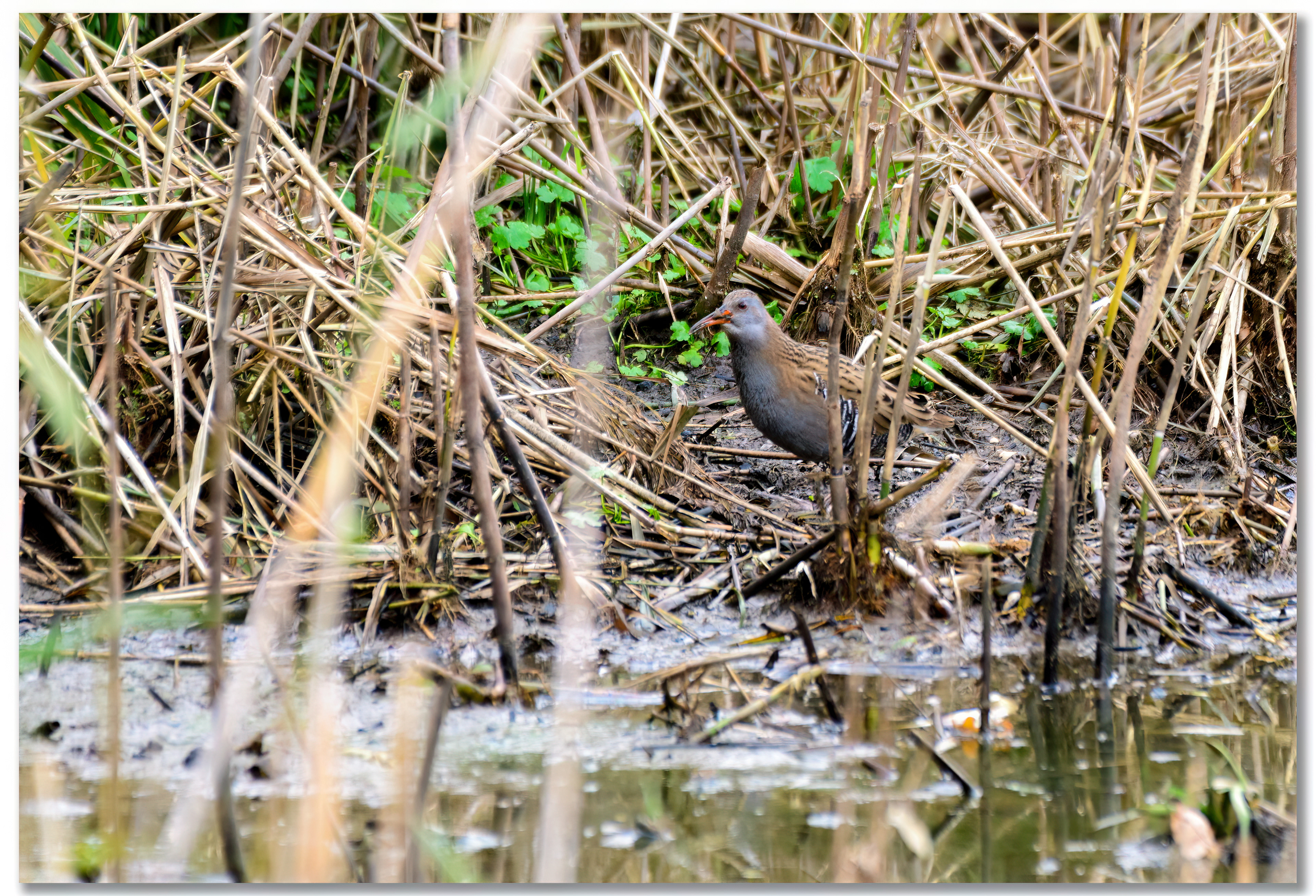 Râle d'eau - Rallus Aquaticus