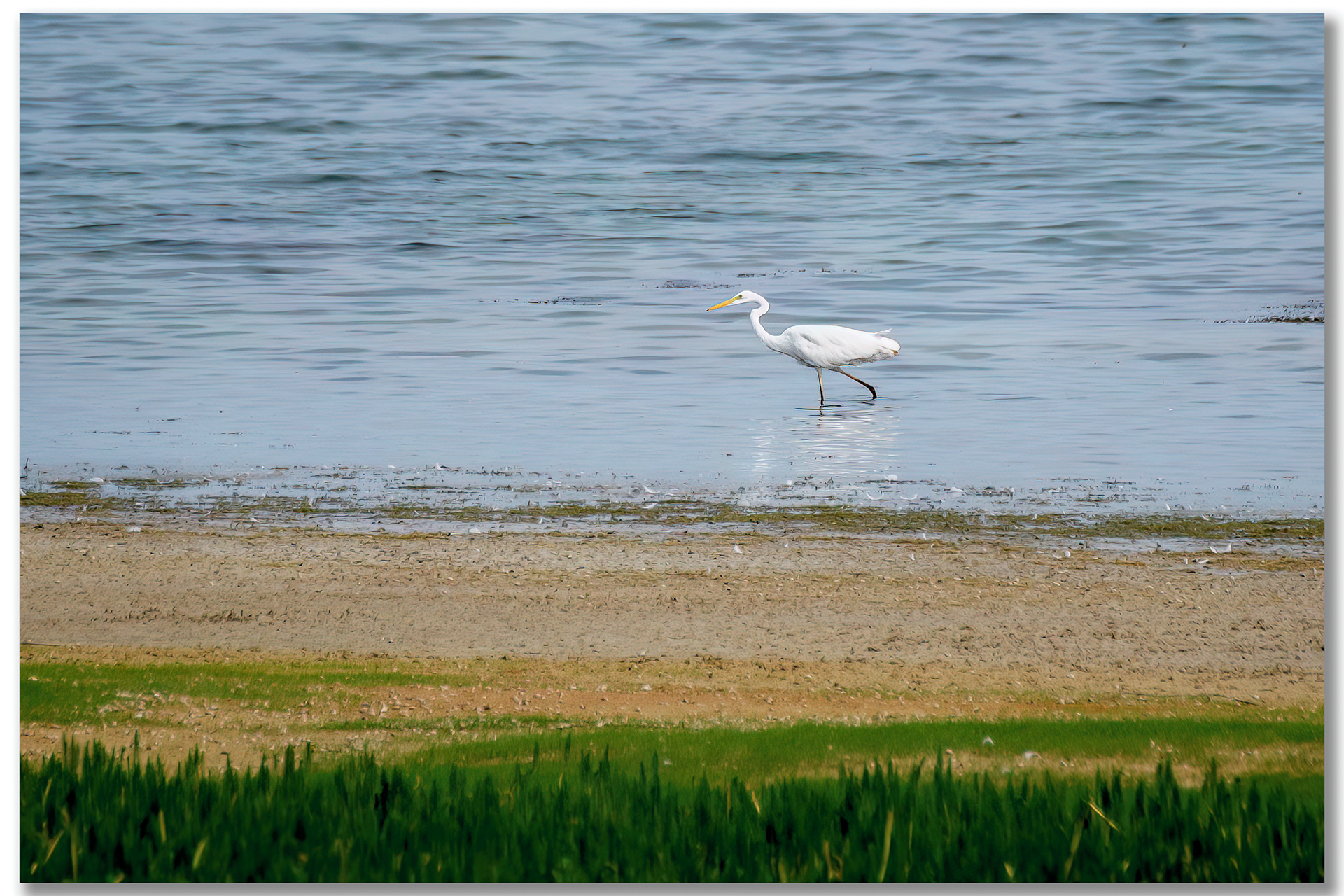 Grande Aigrette - Ardea Alba
