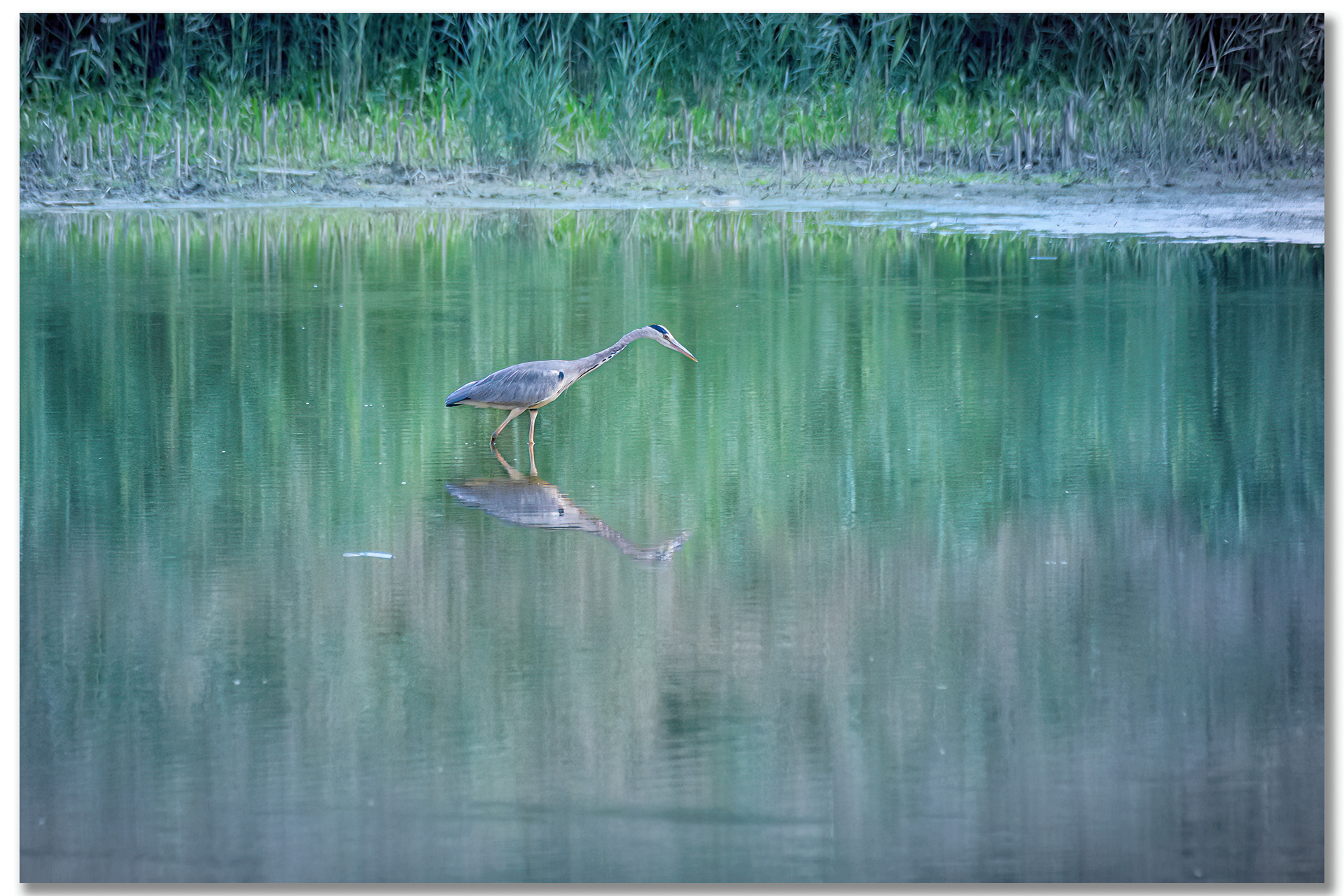 Héron cendré - Ardea Cinerea