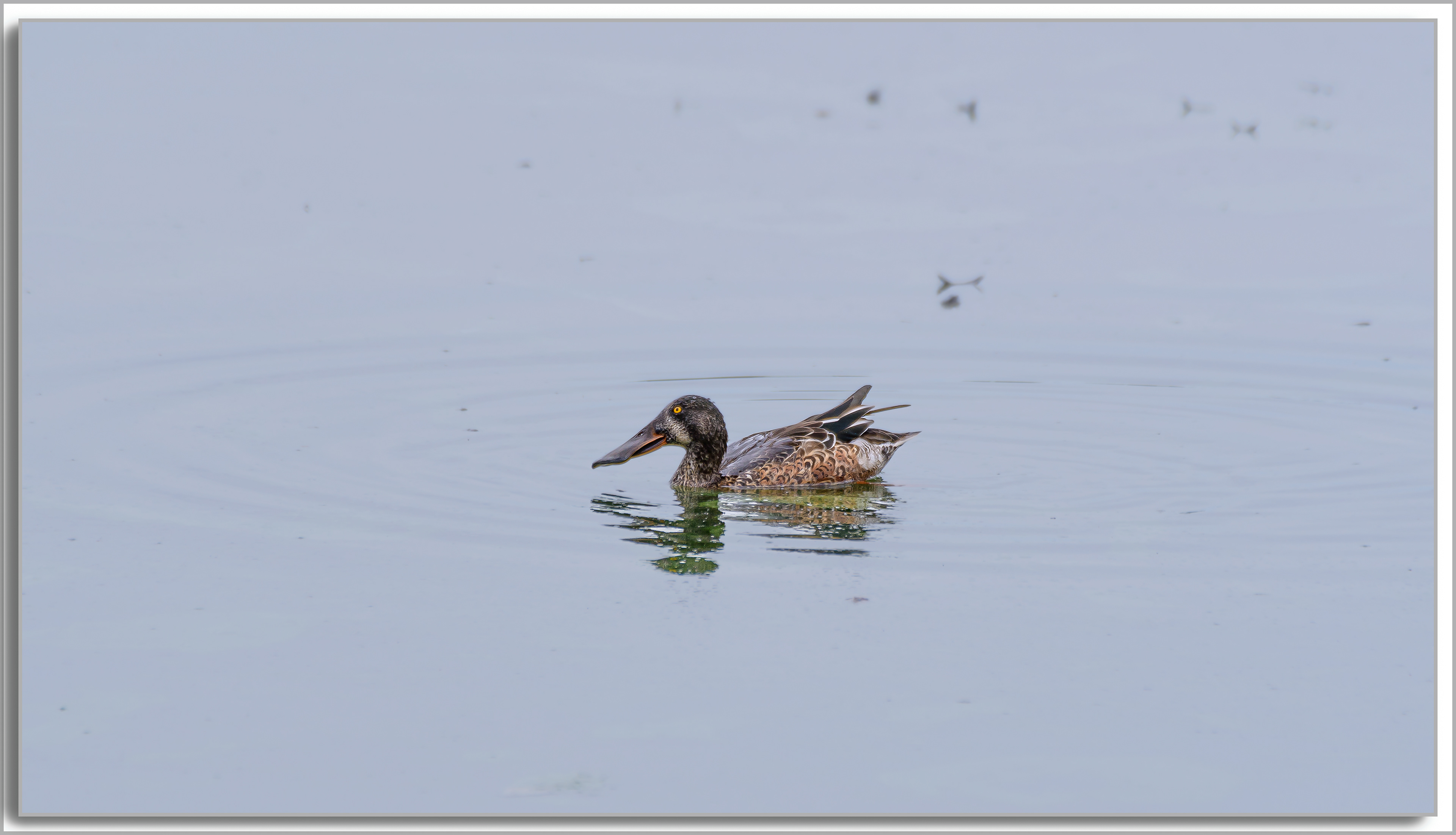 Canard Souchet - Spatula Clypeata