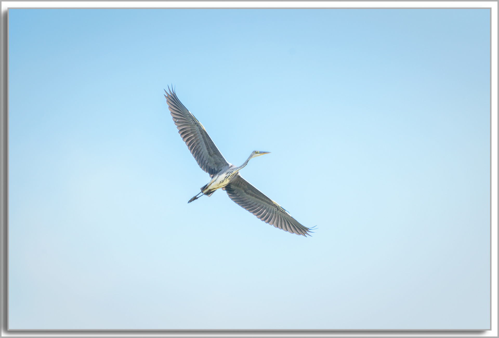 Héron cendré - Ardea Cinerea
