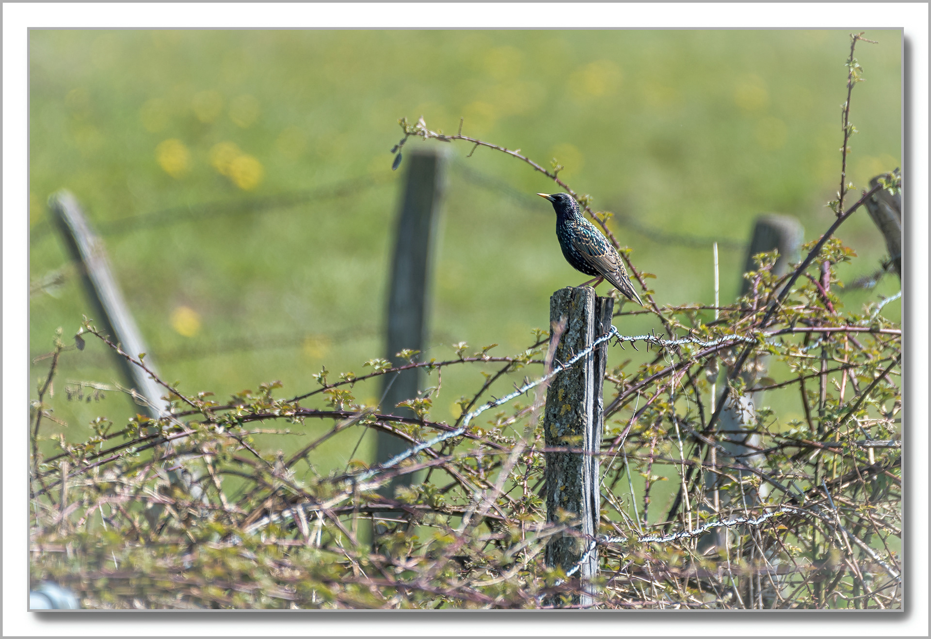 Etourneau Sansonnet - Sturnus Vulgaris