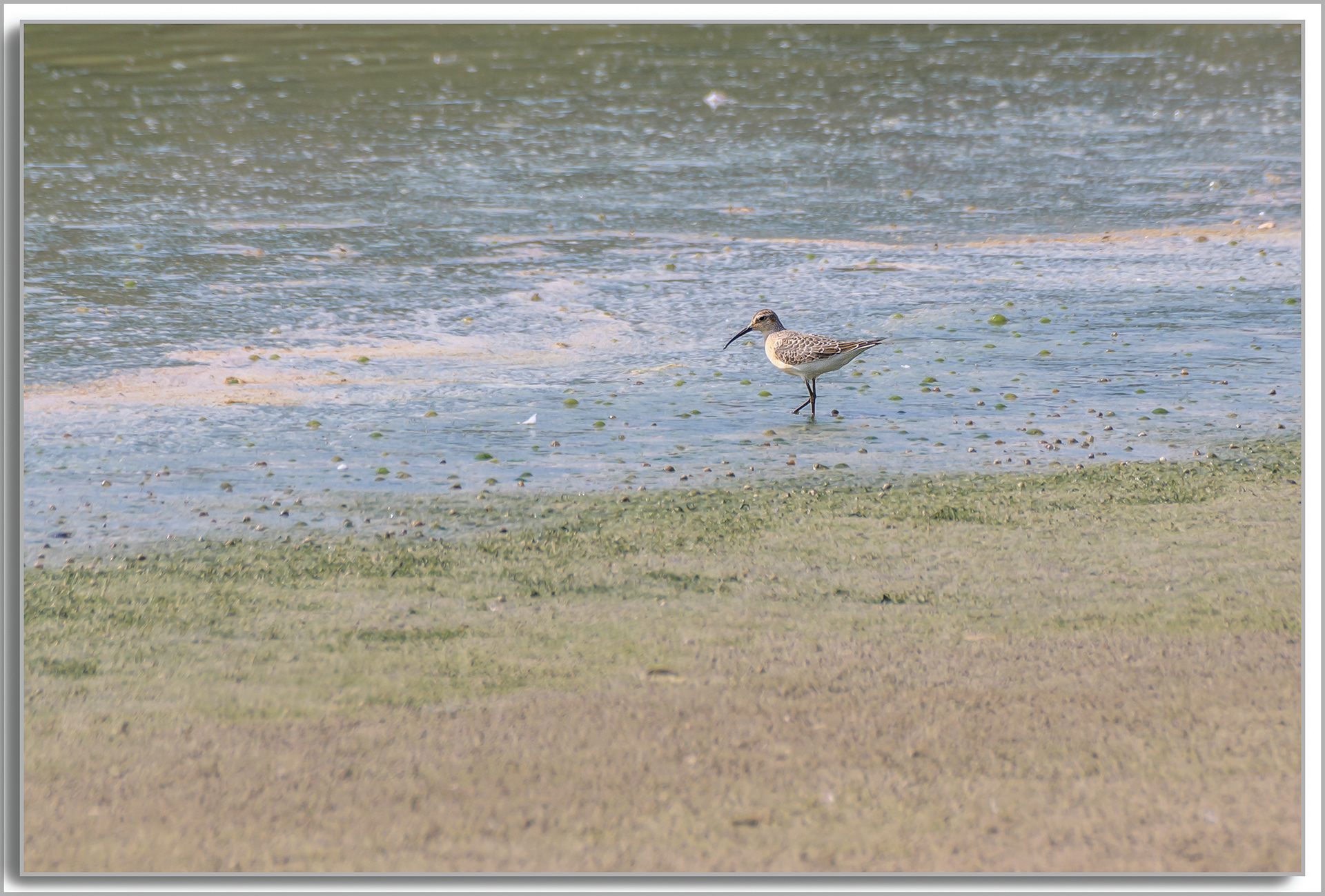 Bécasseau cocorli - Calidris ferruginea