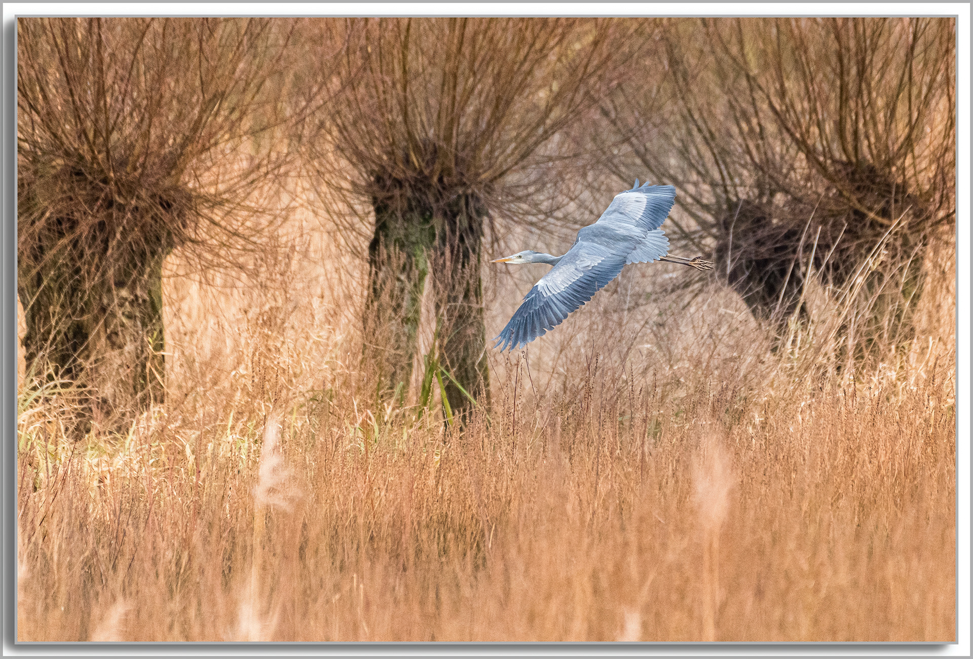 Héron cendré - Ardea Cinerea