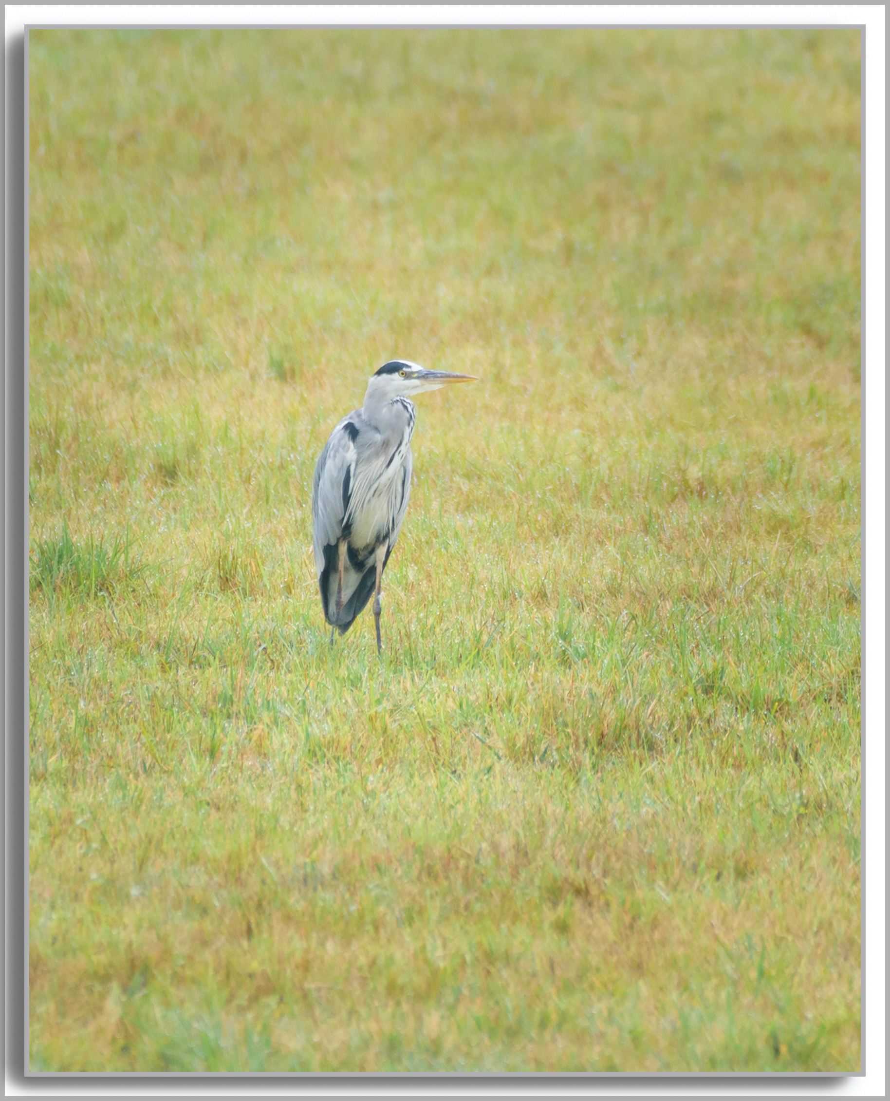 Héron cendré - Ardea Cinerea