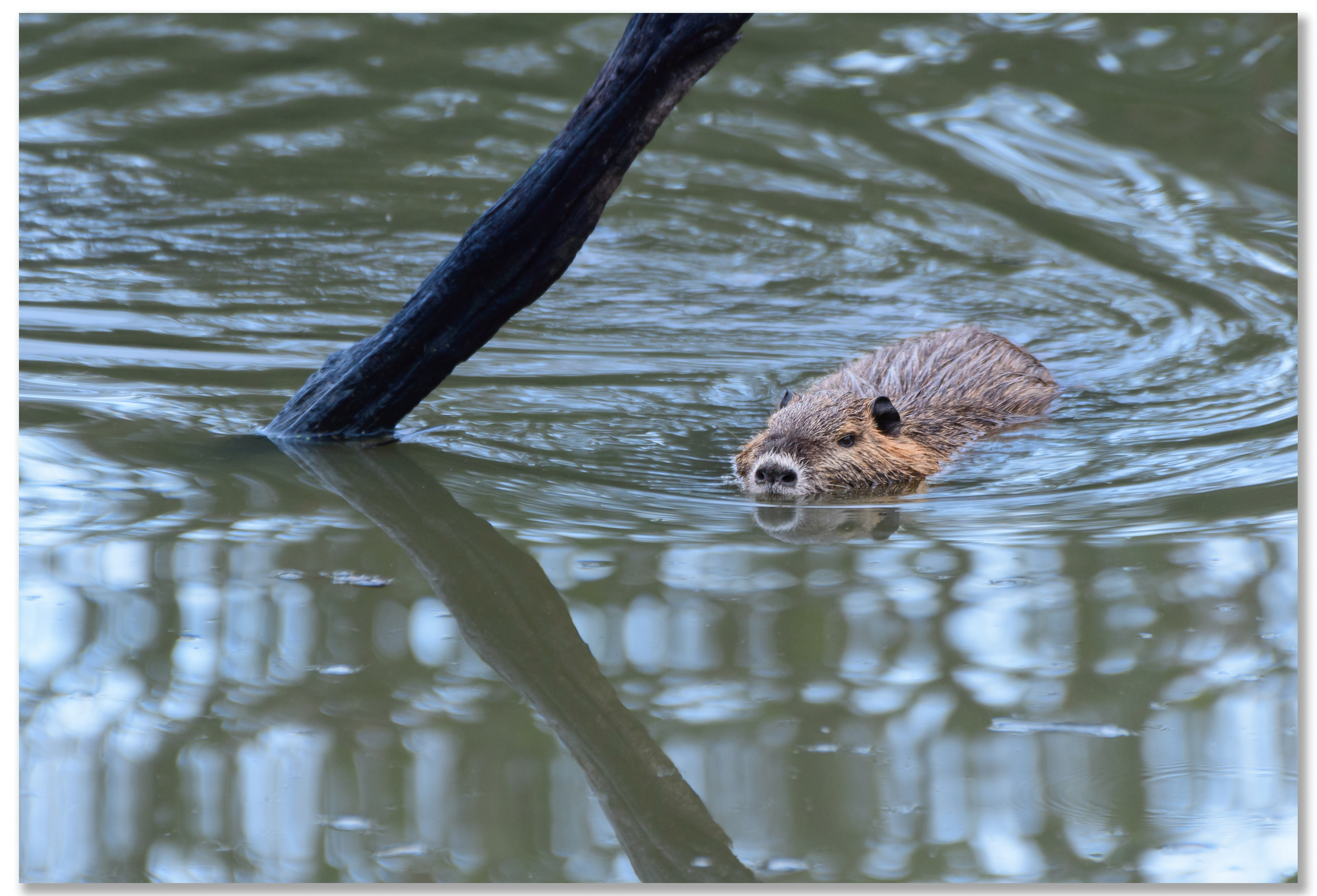 Ragondin - Myocastor Coypus