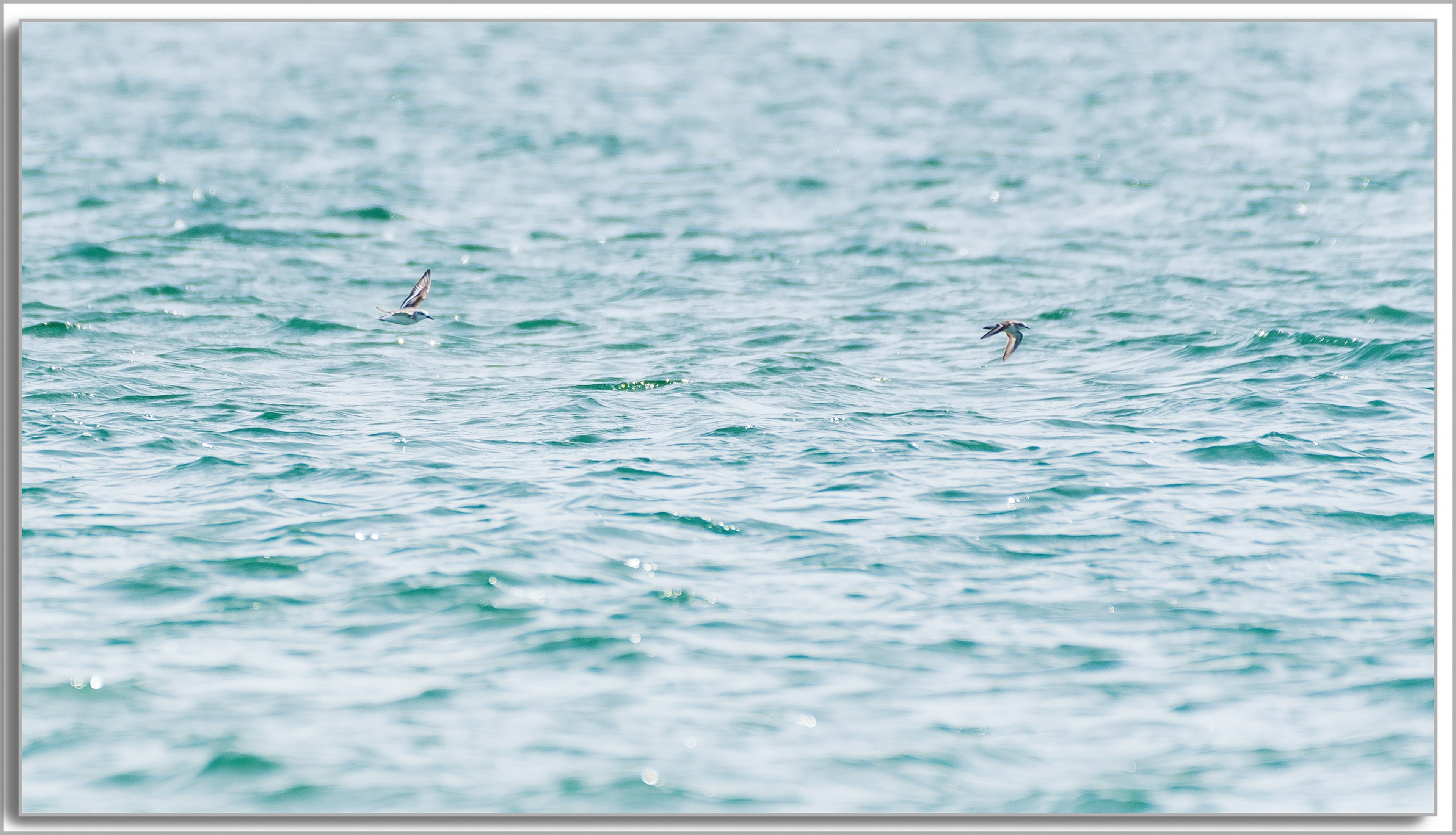 Bécasseau minute - Calidris minuta, Bécasseau Sanderling - Calidris alba