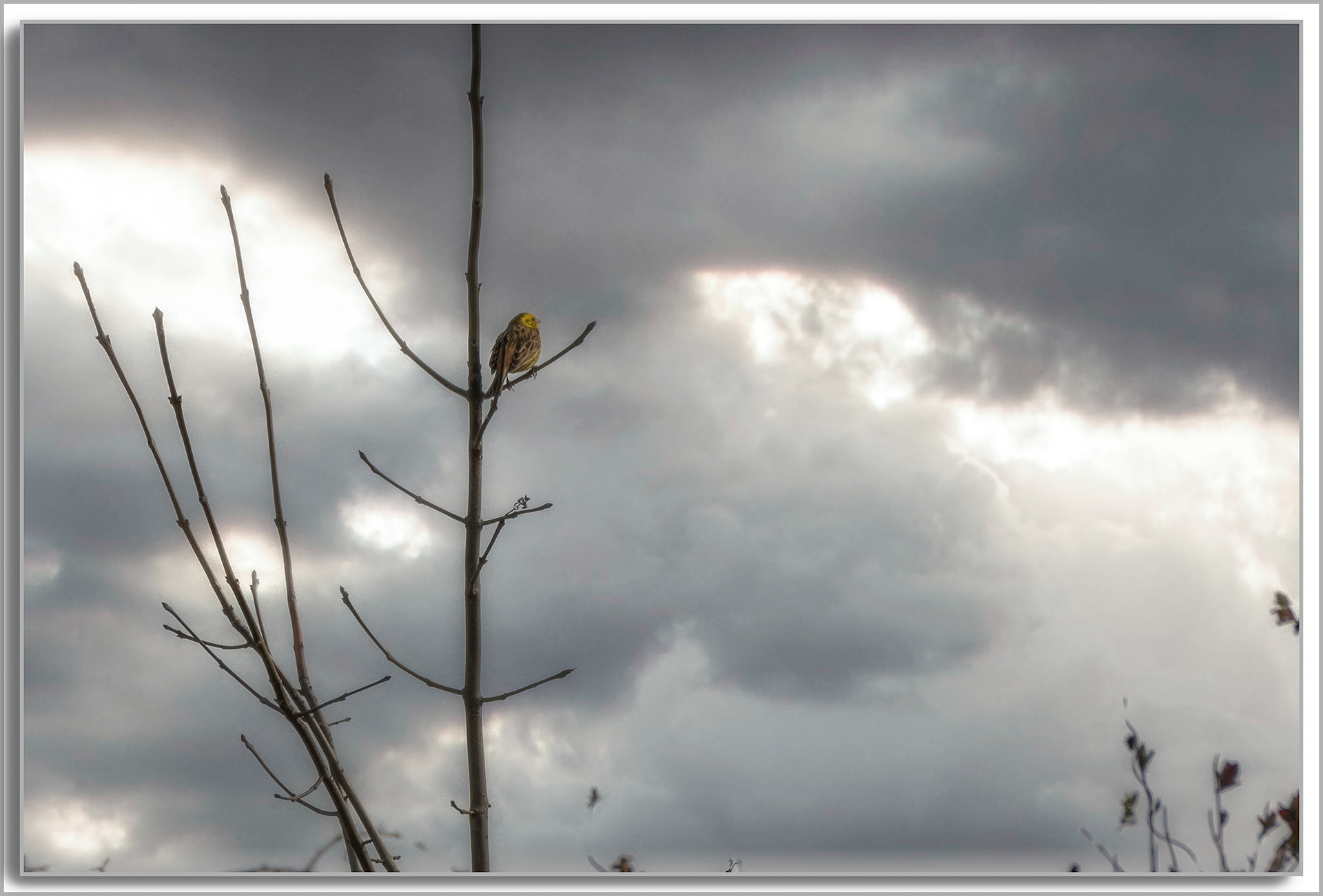 Bruant jaune - Emberiza citrinella