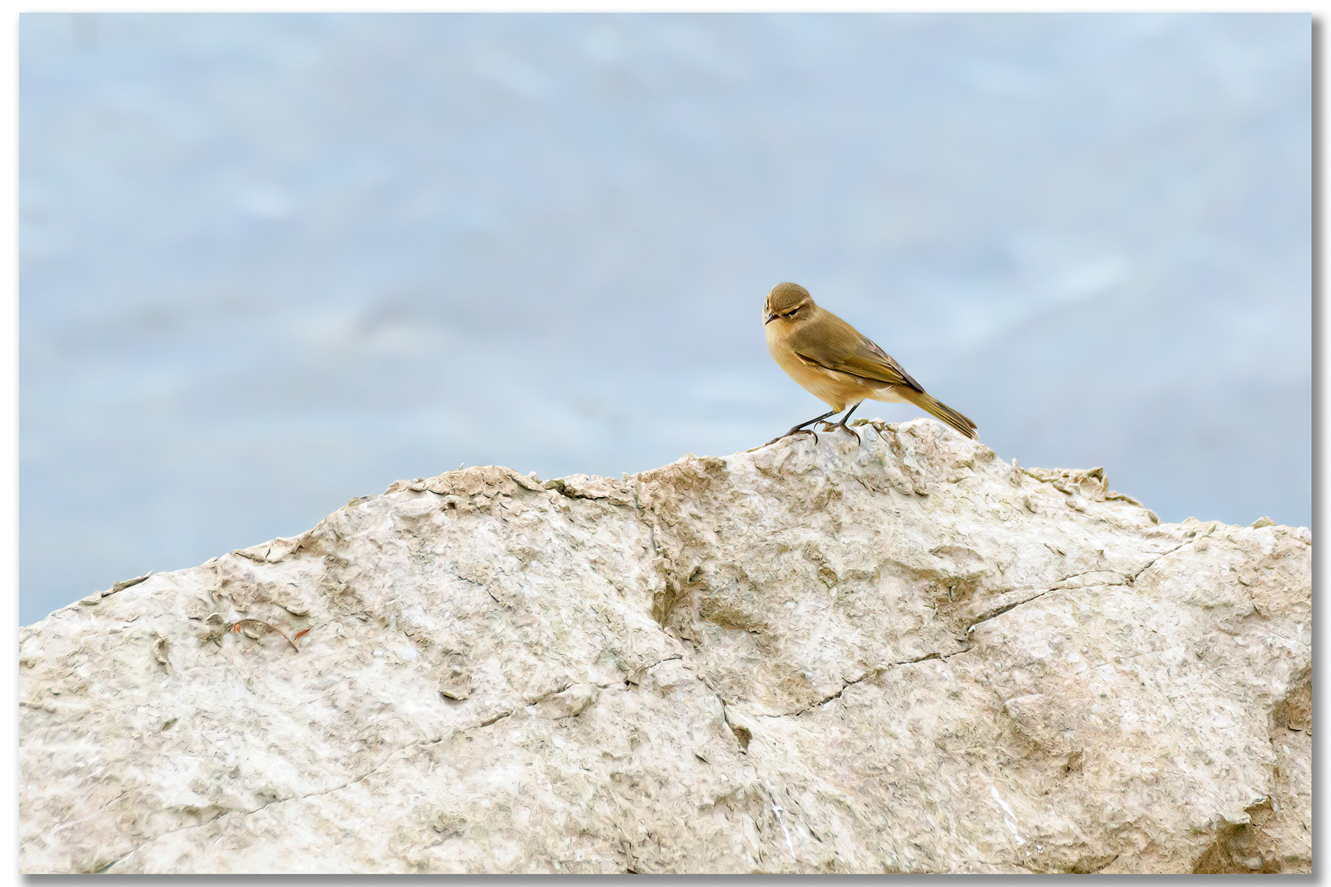 Pouillot véloce - Phylloscopus Collybita