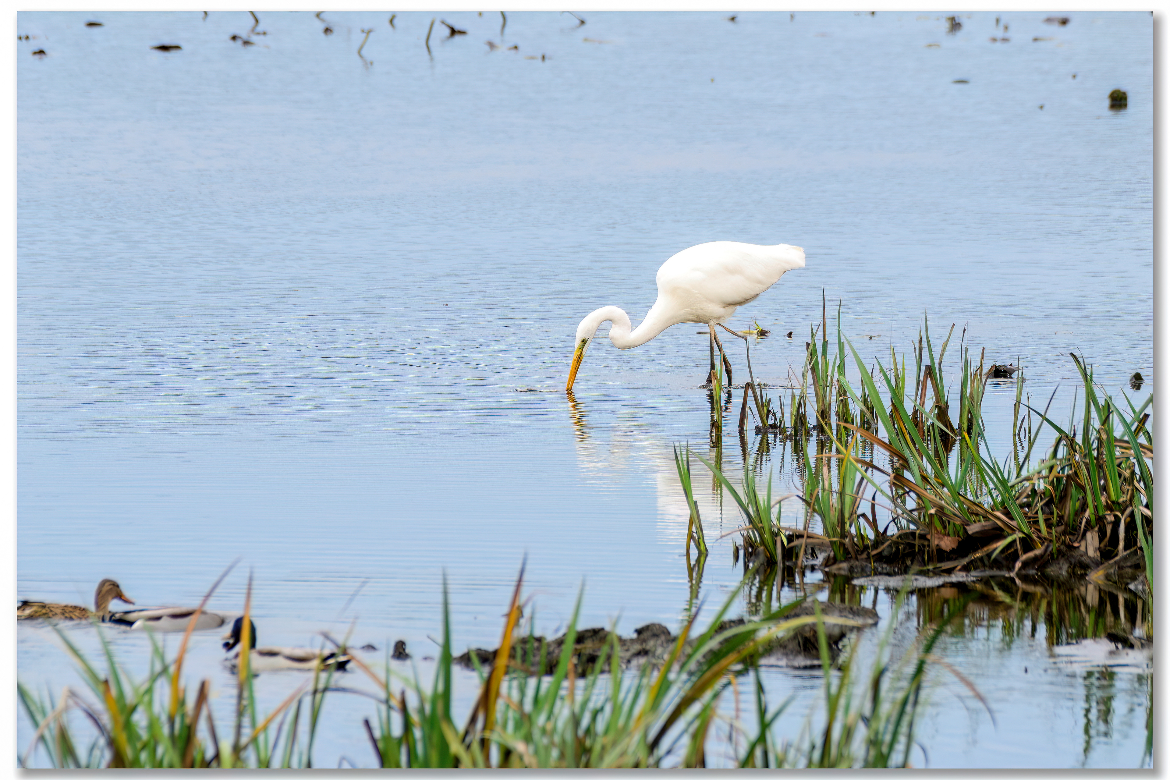Grande aigrette - Ardea alba