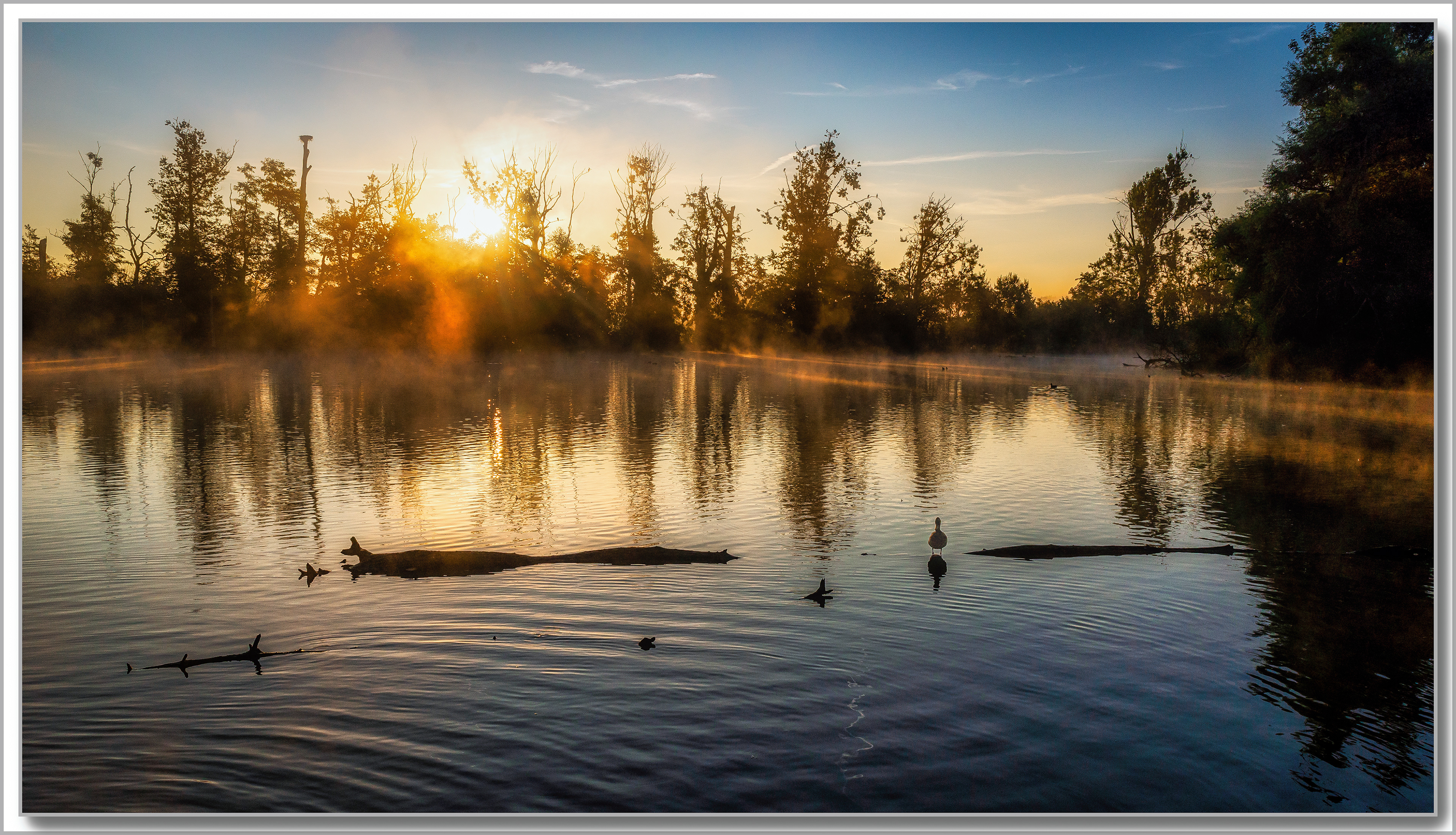 Canard Colvert - Anas platyrhynchos
