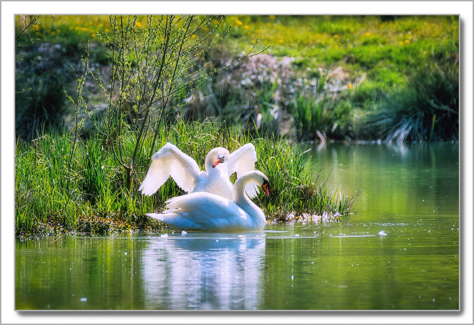 Cygne turberculé - Cygnus Olor