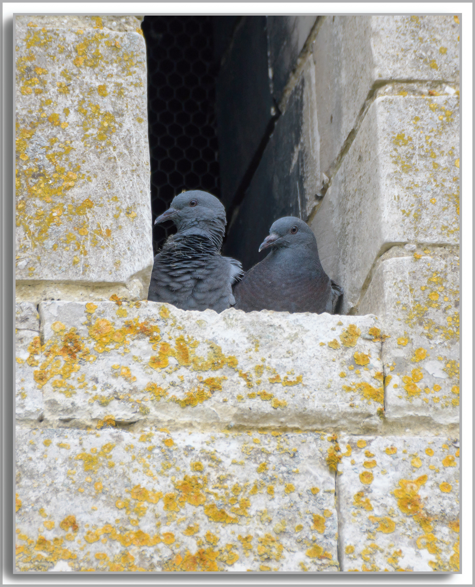 Pigeon ramier - Columba Palombus