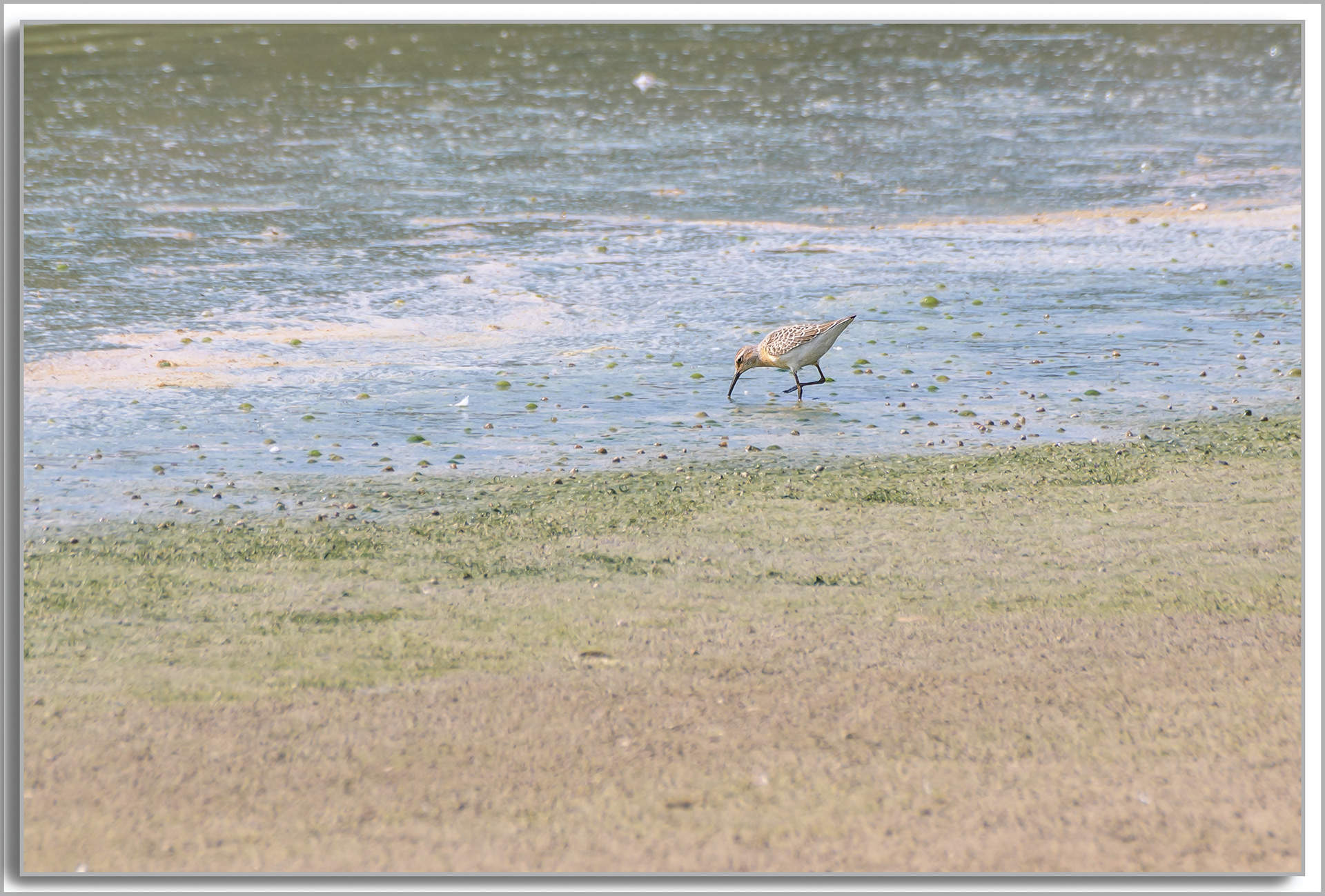 Bécasseau cocorli - Calidris ferruginea