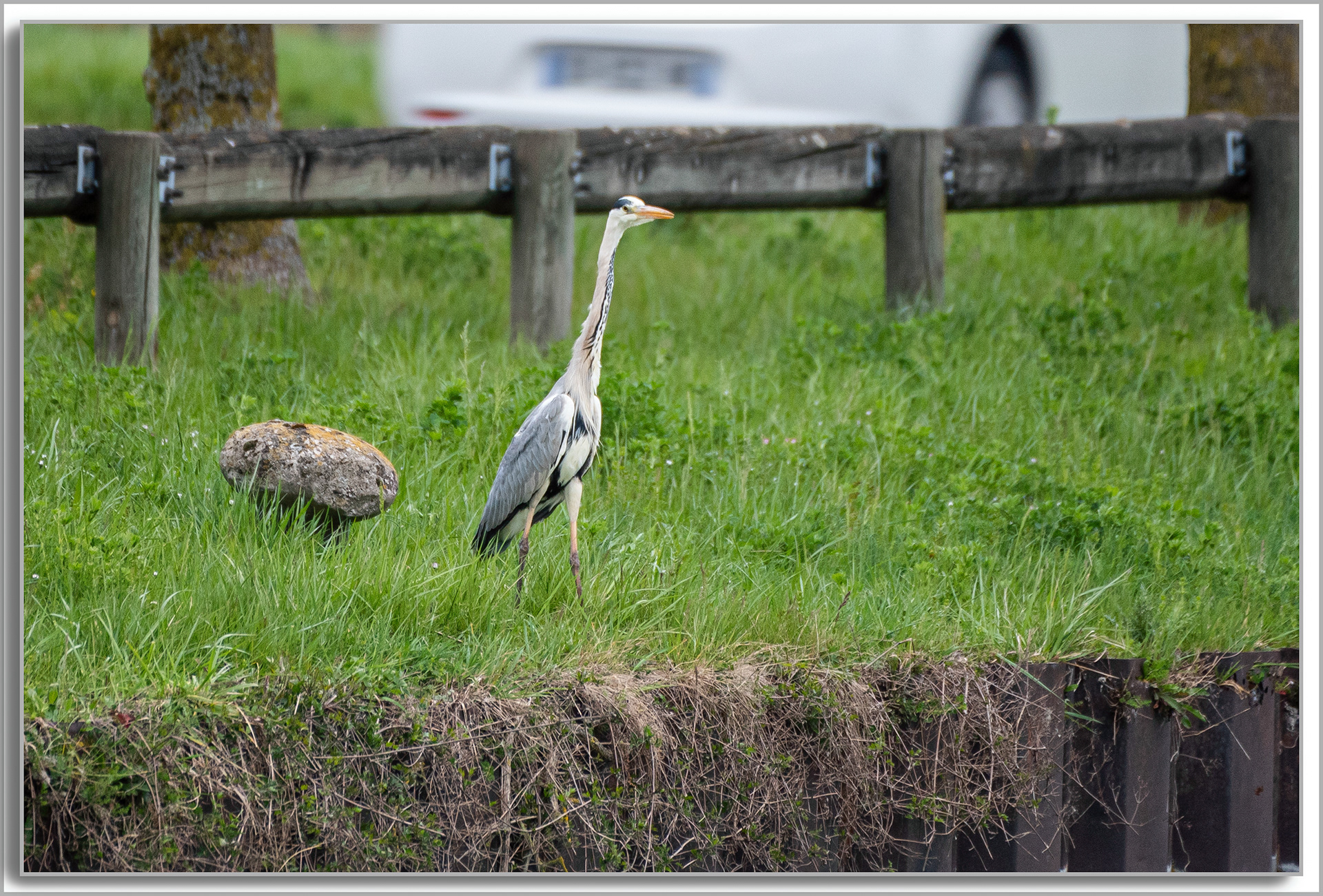Héron cendré - Ardea Cinerea