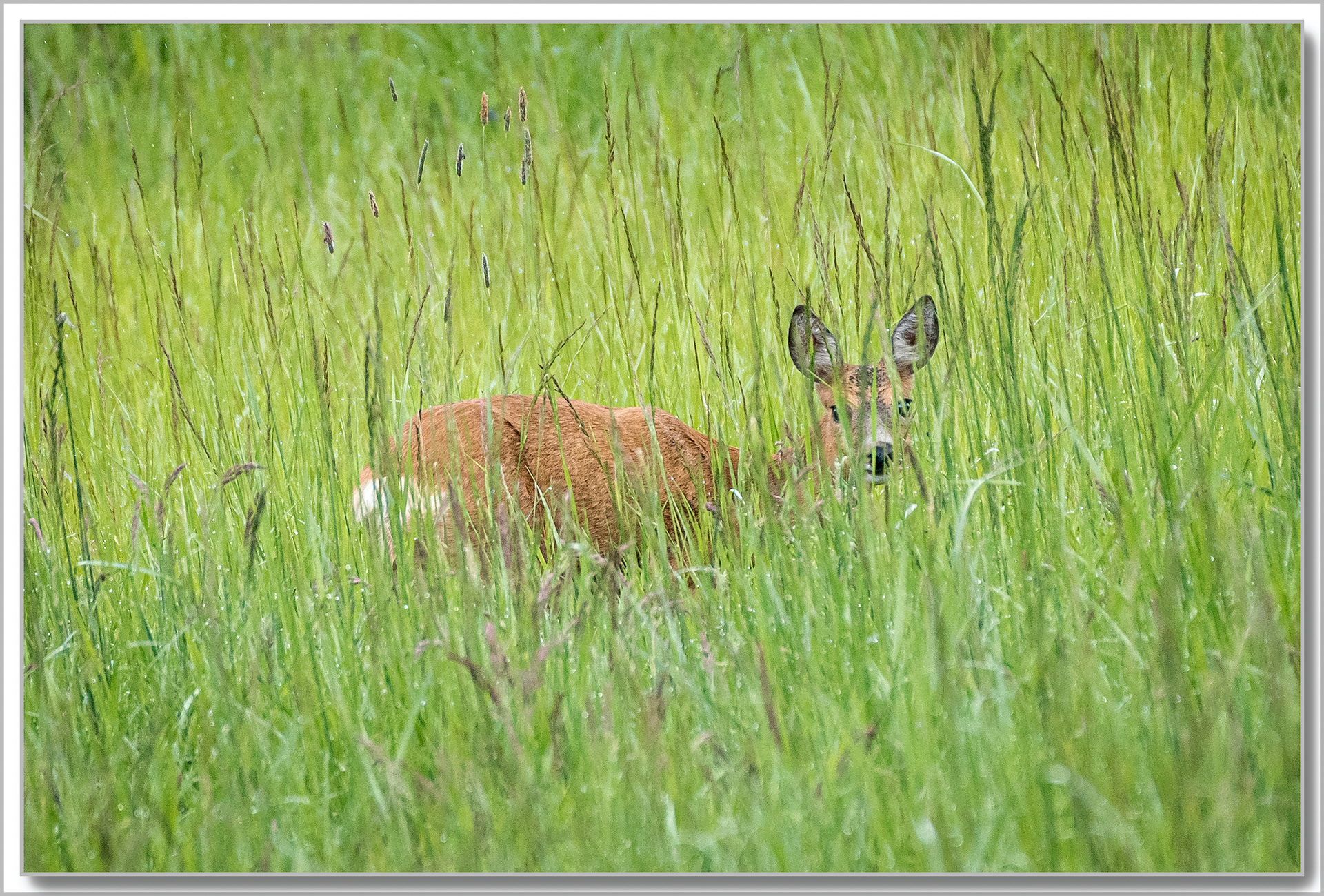 Chevreuil - Capreolus capreolus