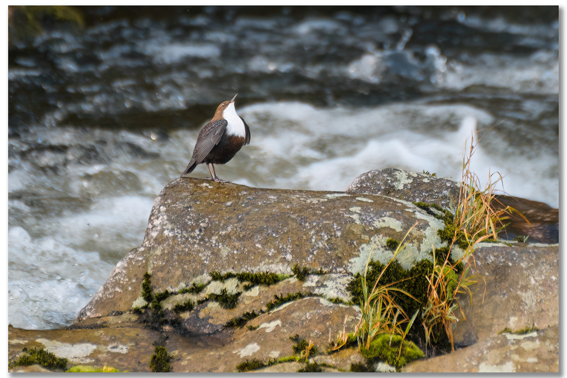 Cincle plongeur - Cinclus cinclus