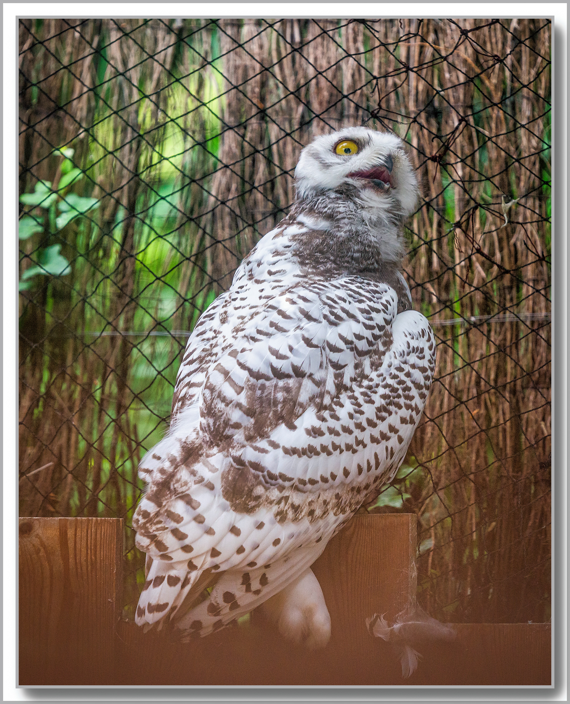 Harfang des neiges - Bubo scandiacus