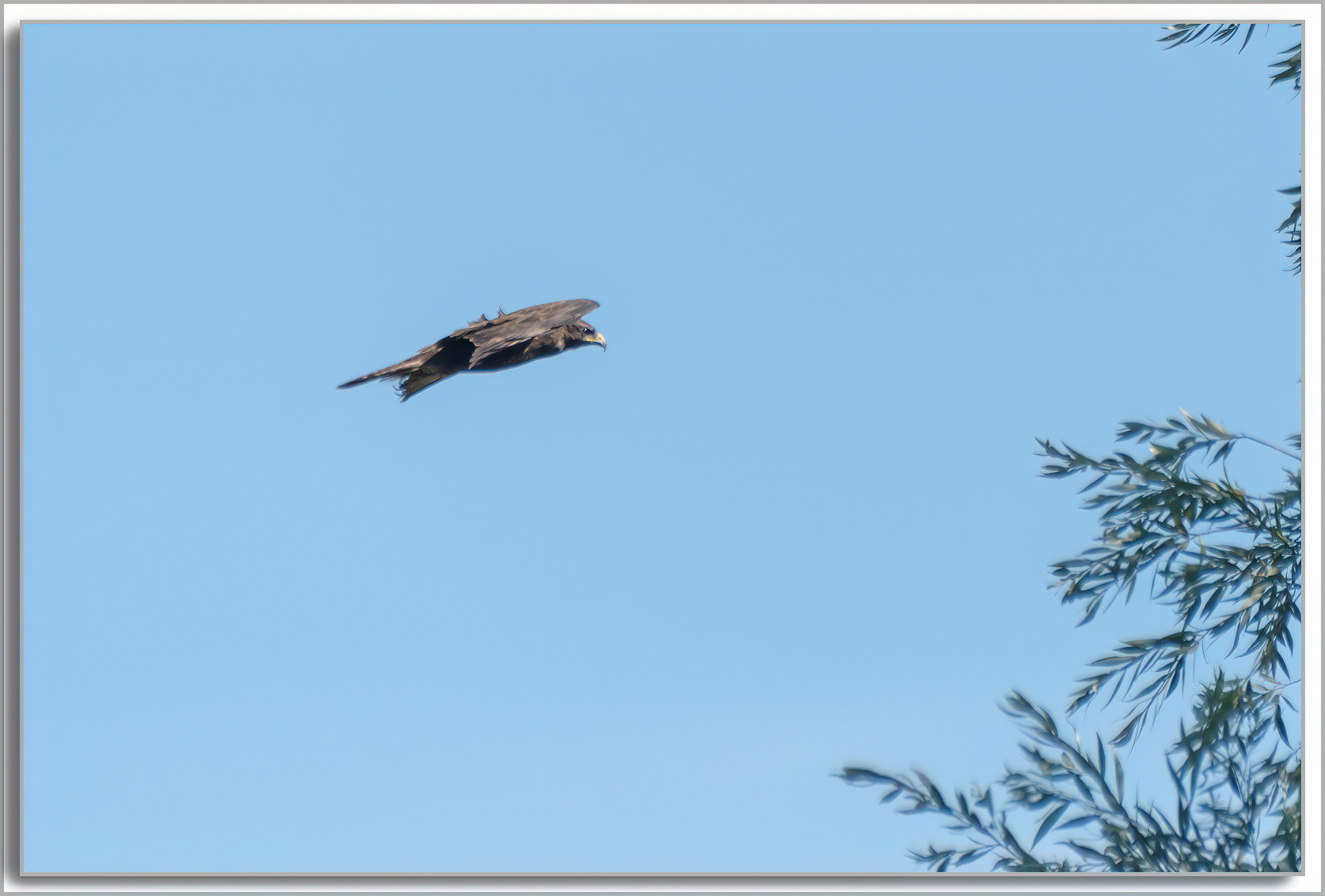 Buse variable - Buteo buteo