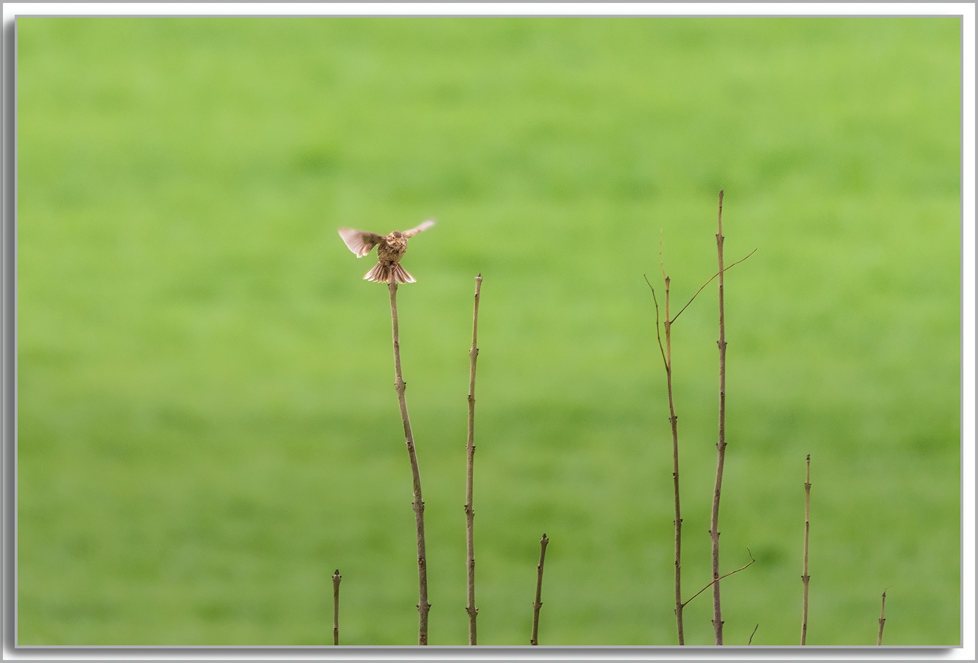 Bruant proyer - Emberiza calandra