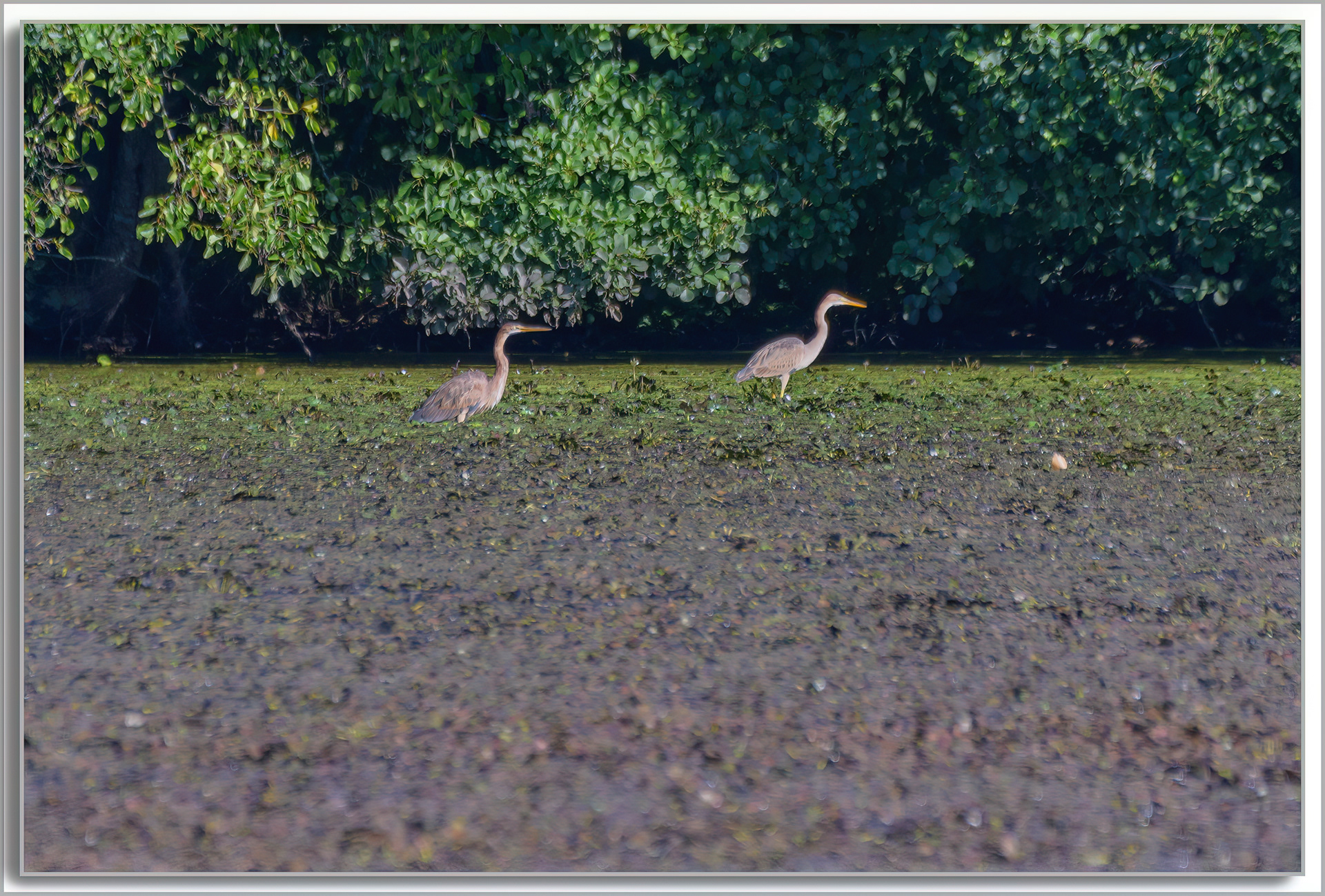 Héron pourpré - Ardea purpurea